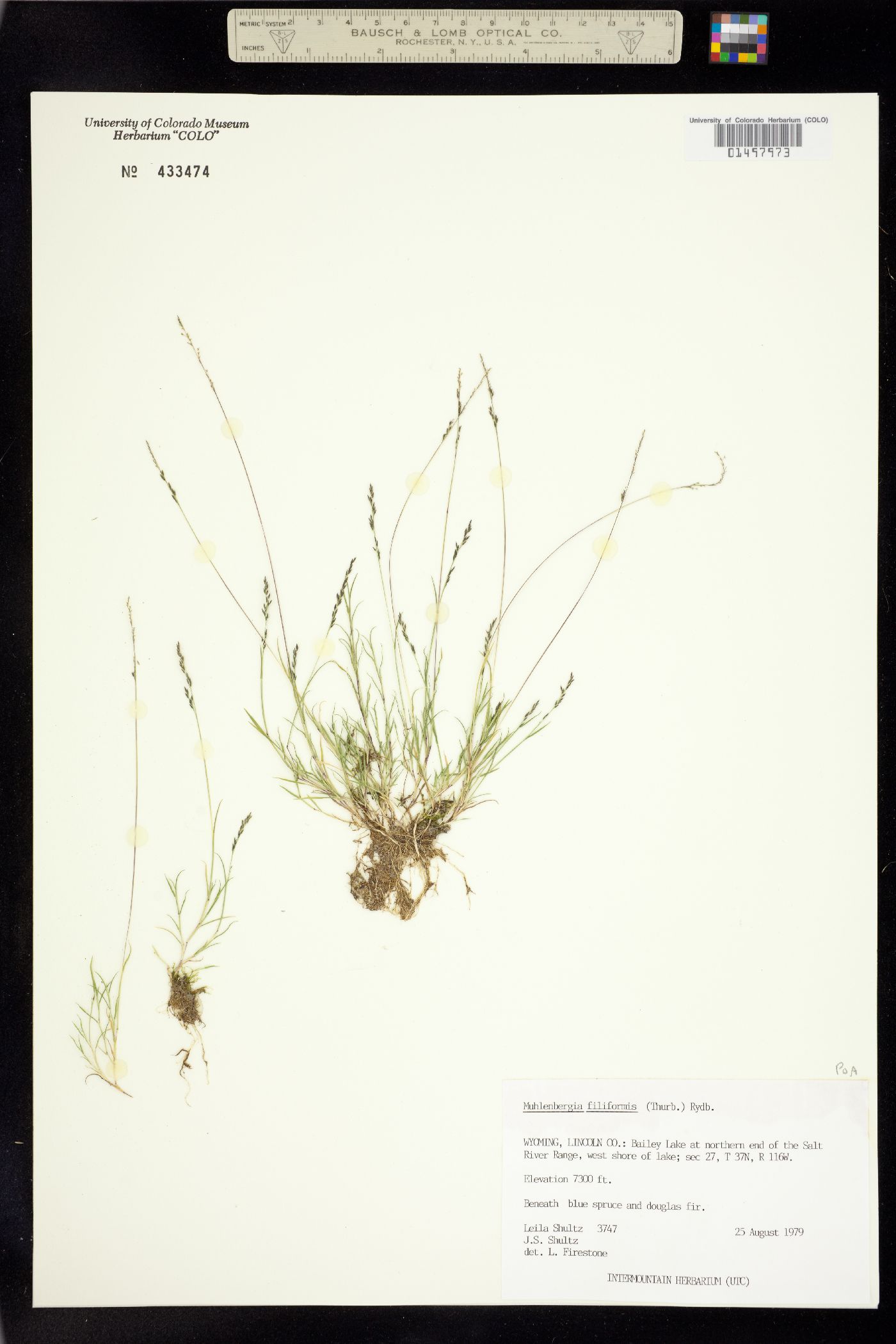 Muhlenbergia image