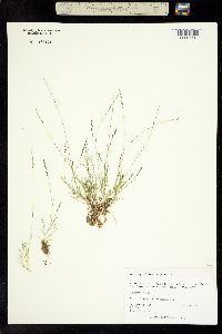 Muhlenbergia filiformis image