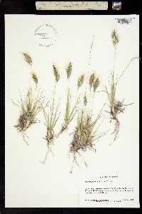 Muhlenbergia flaviseta image