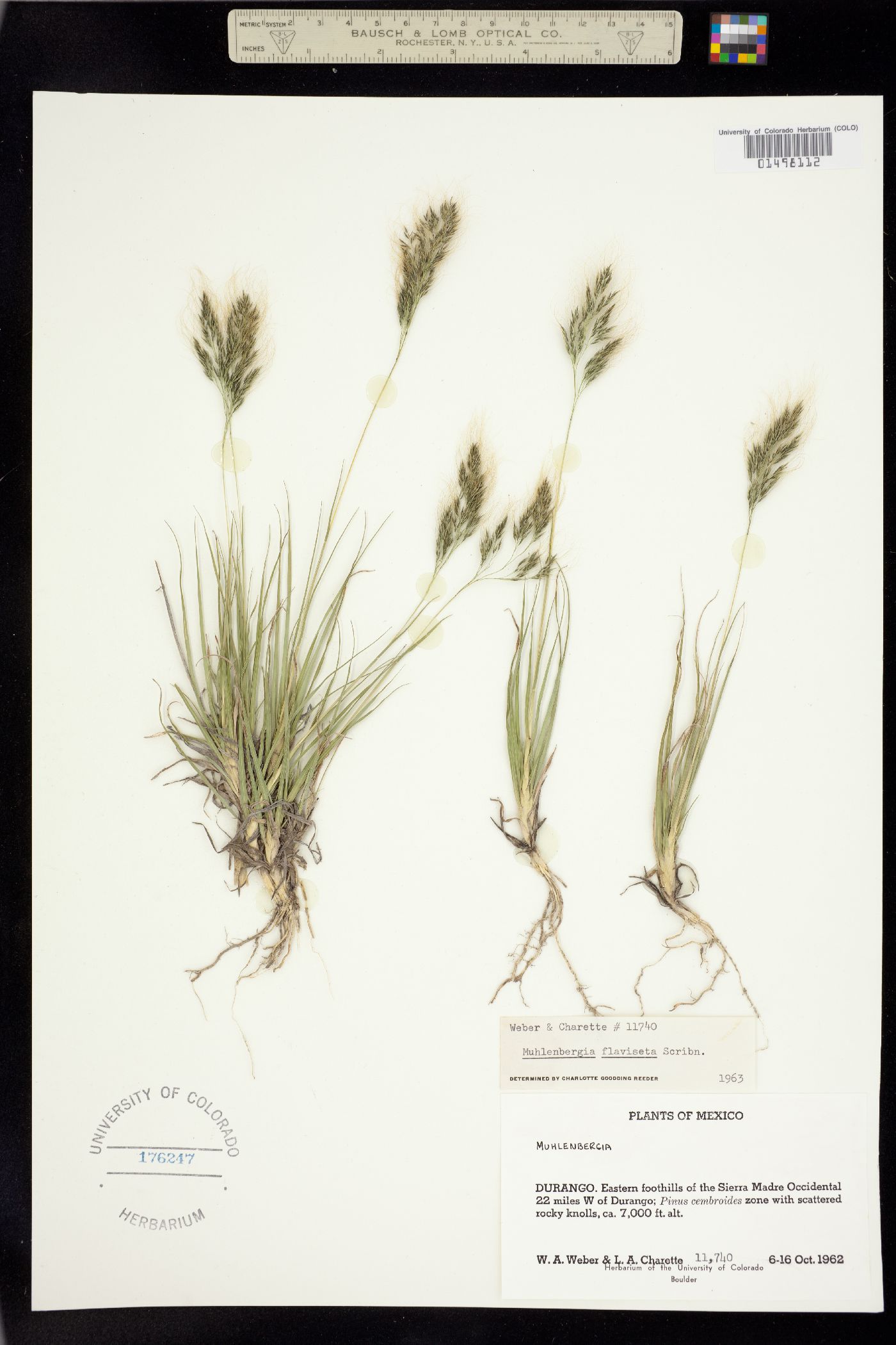 Muhlenbergia flaviseta image