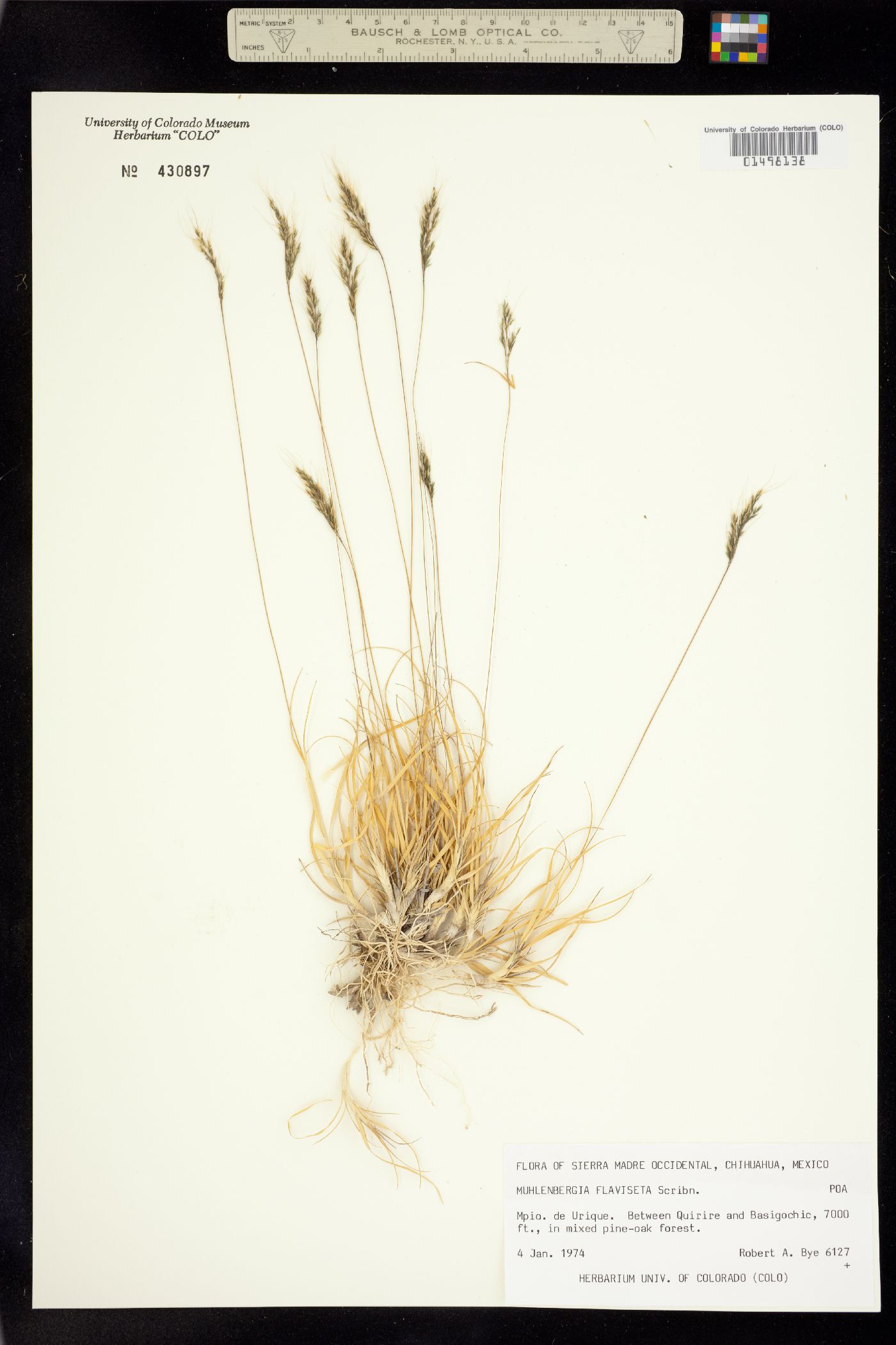 Muhlenbergia flaviseta image