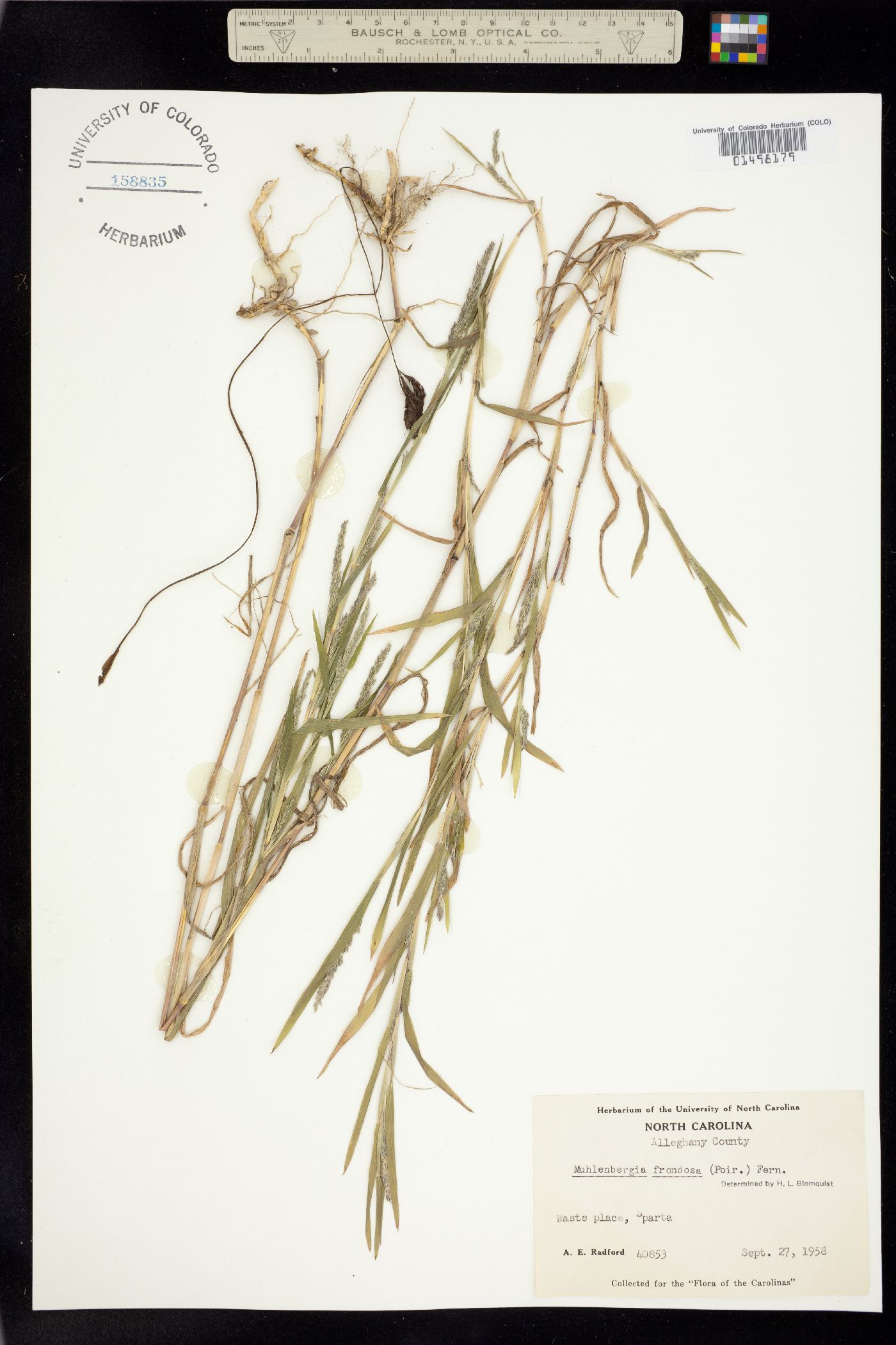 Muhlenbergia frondosa image