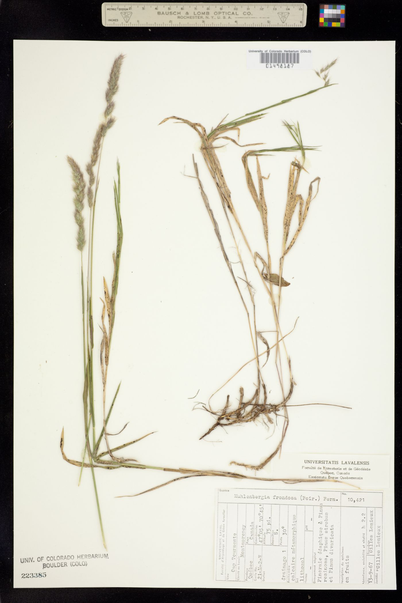 Muhlenbergia frondosa image