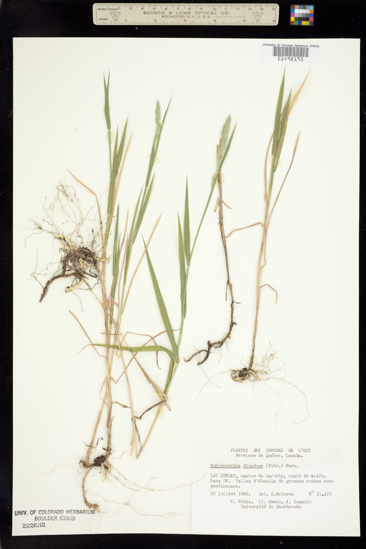 Muhlenbergia frondosa image