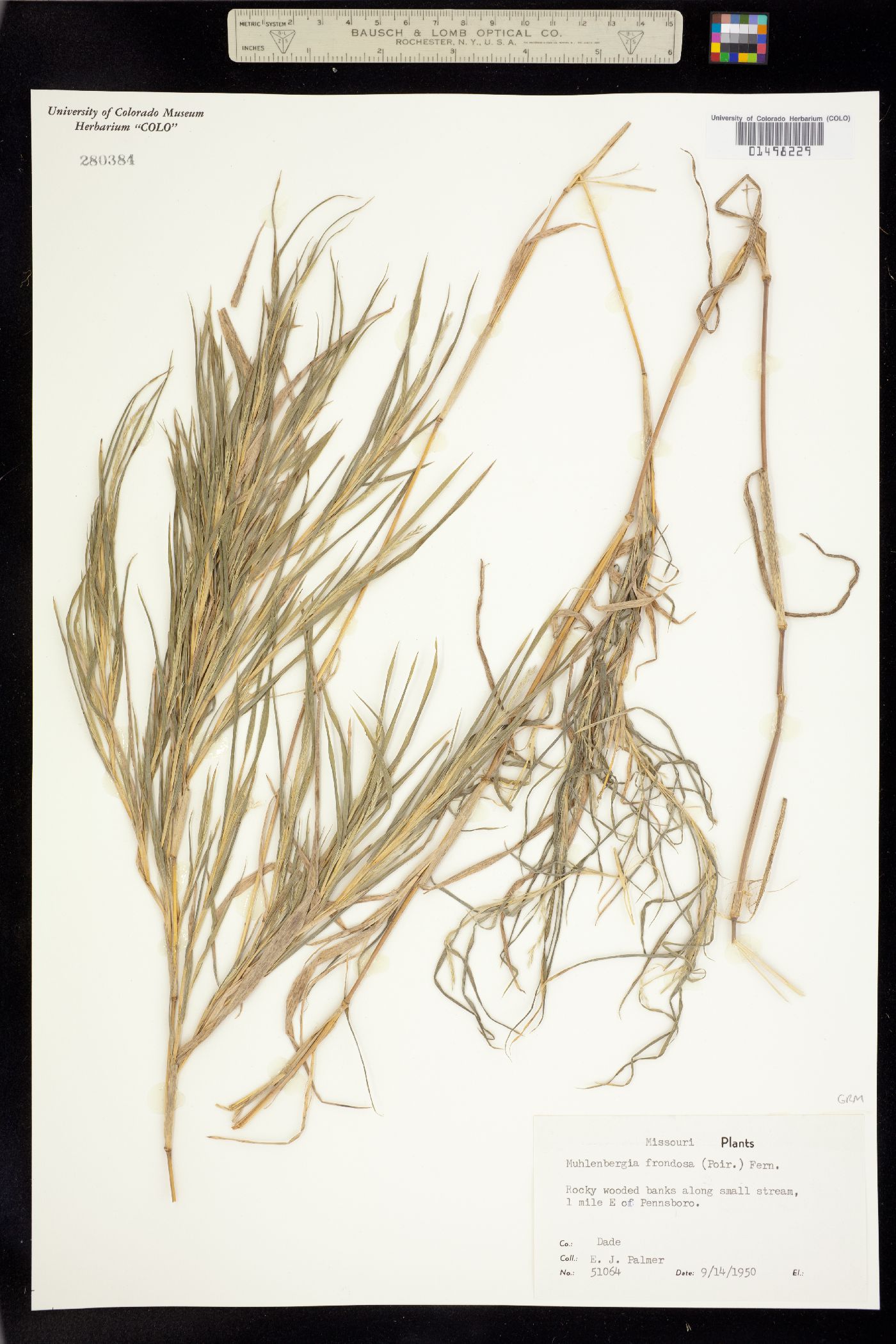 Muhlenbergia frondosa image