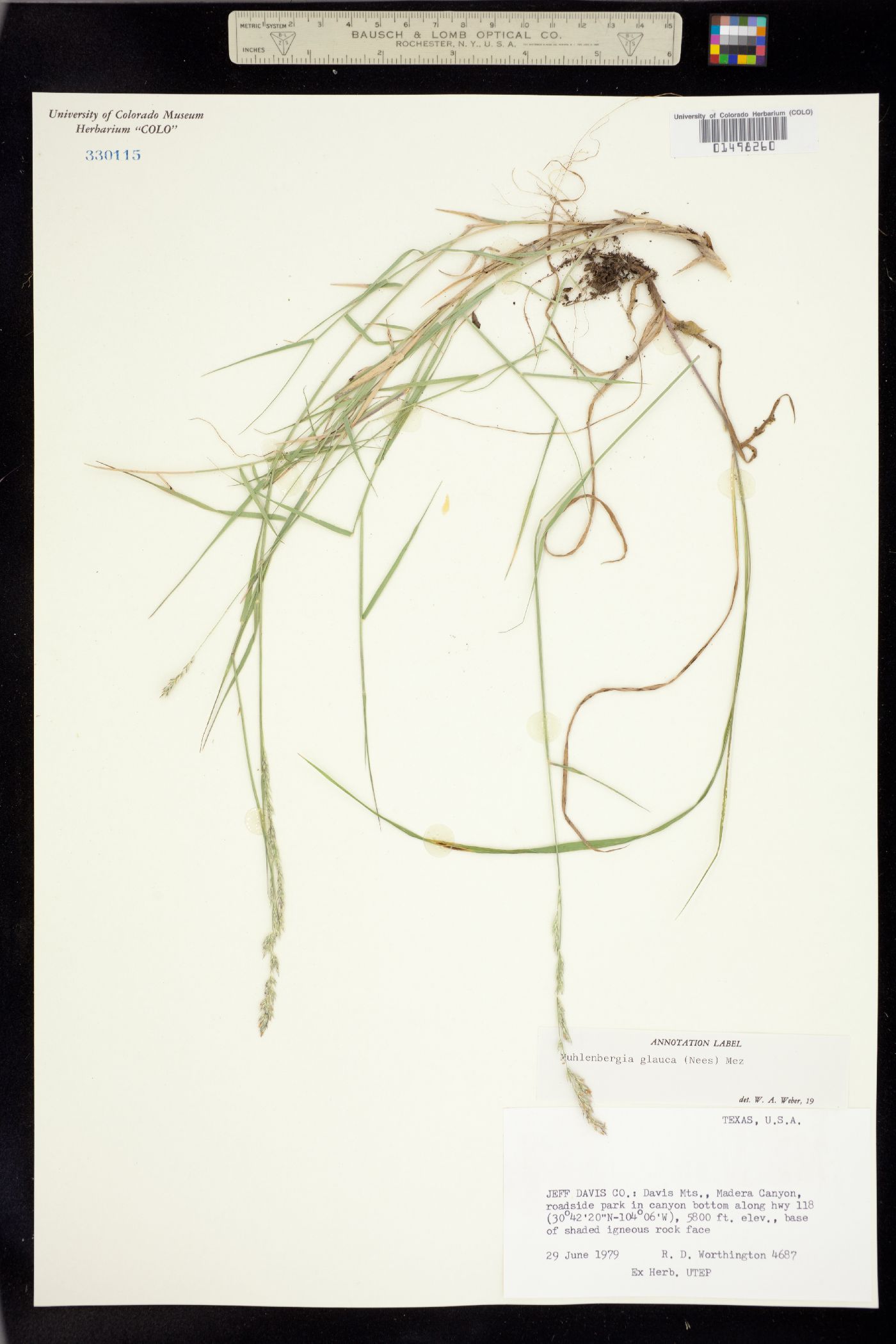 Muhlenbergia glauca image