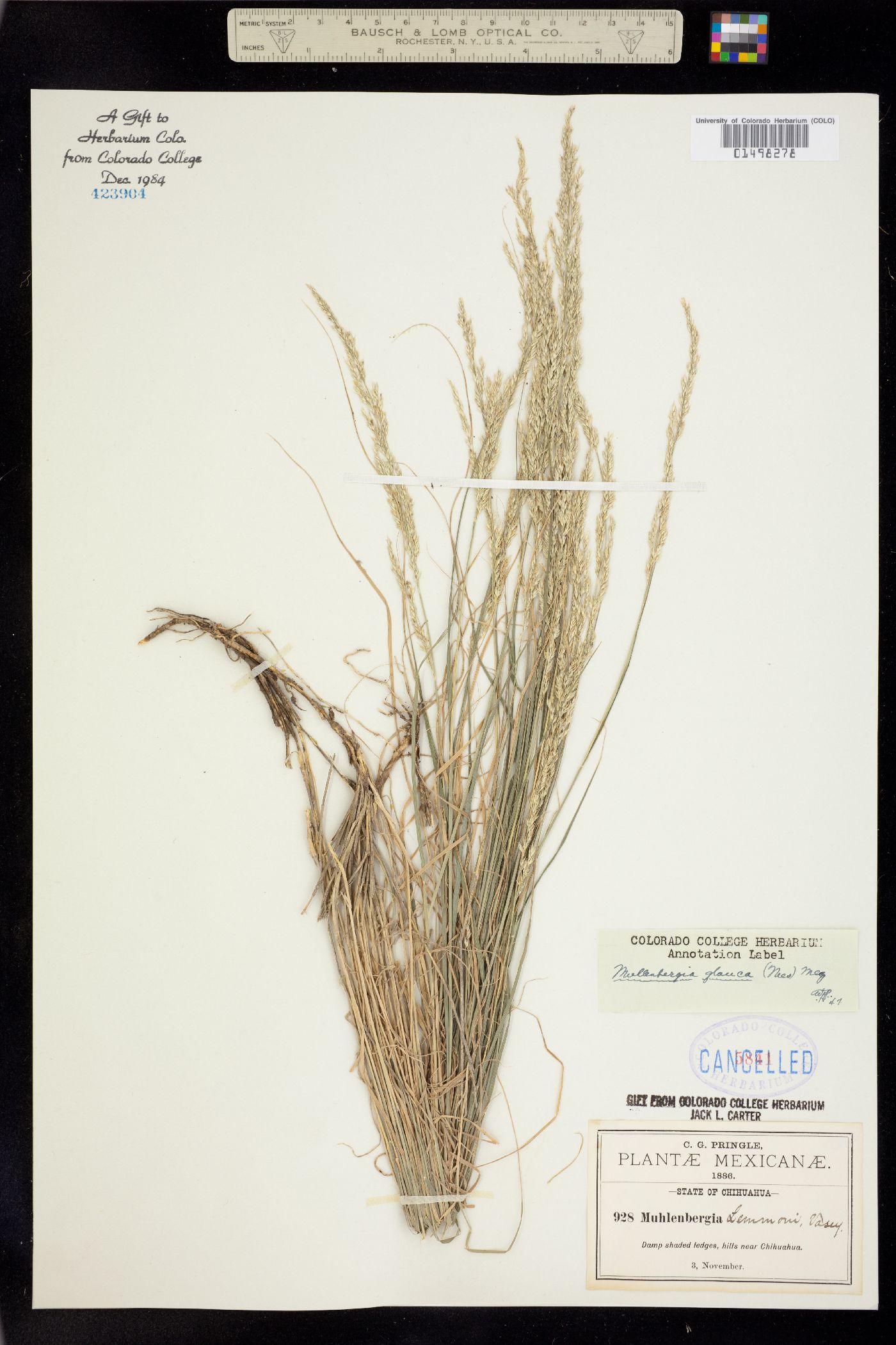 Muhlenbergia glauca image