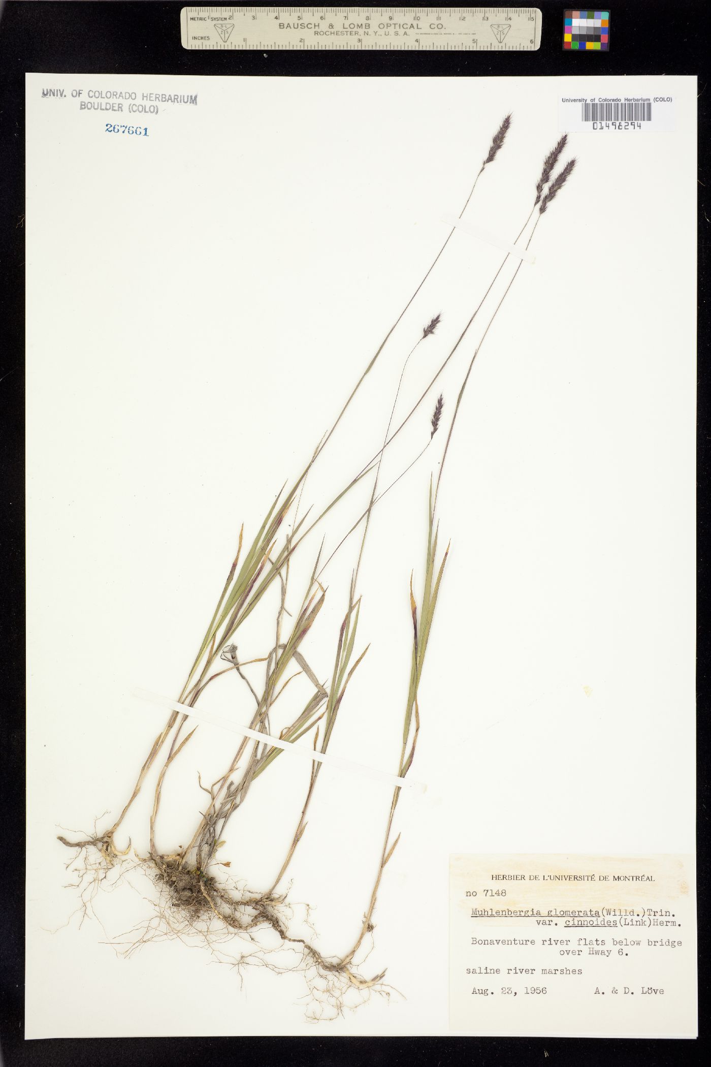 Muhlenbergia glomerata image