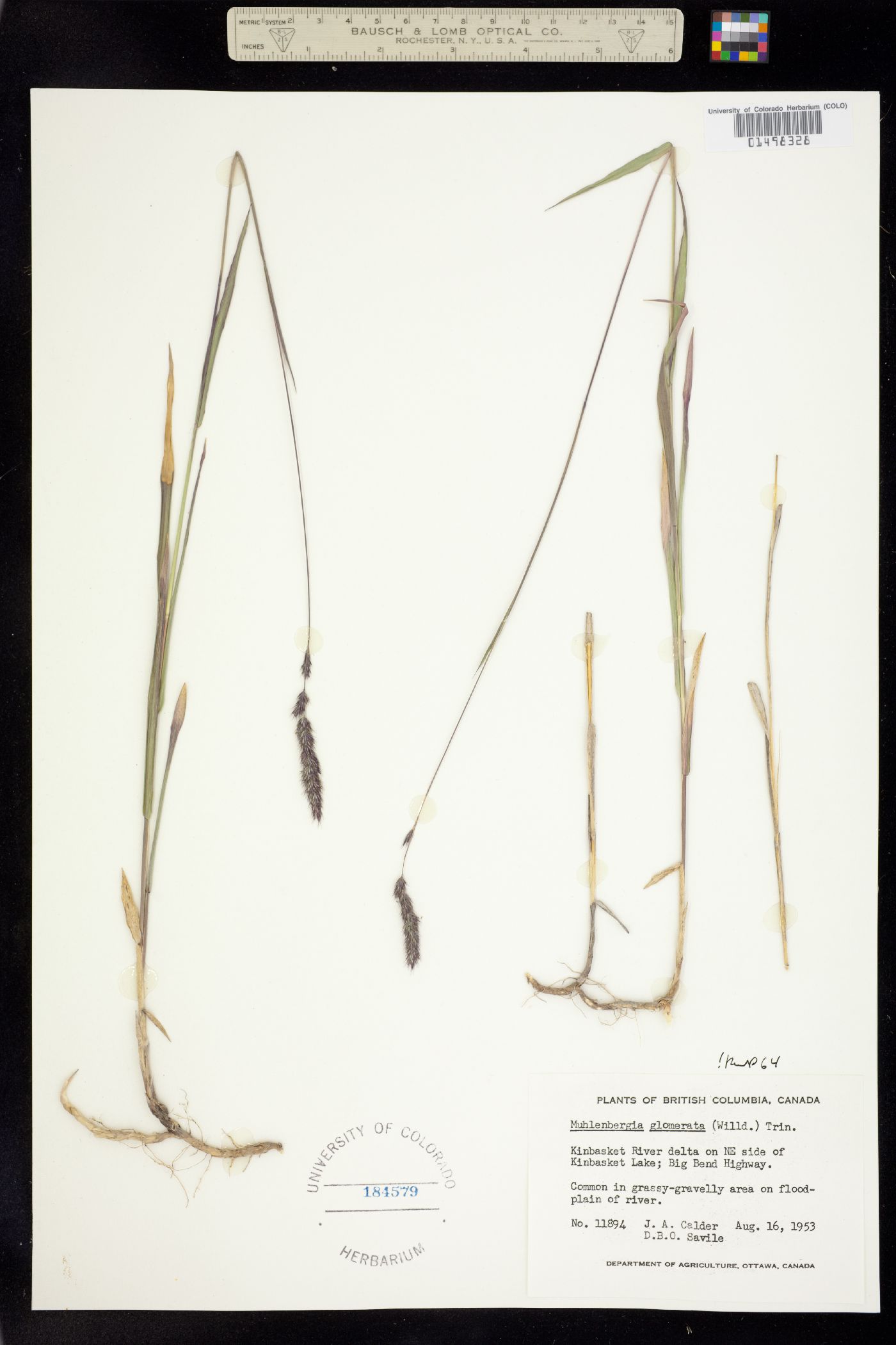 Muhlenbergia glomerata image