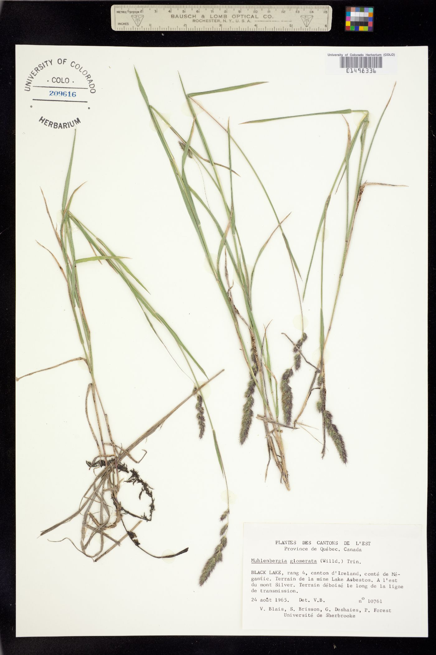 Muhlenbergia glomerata image