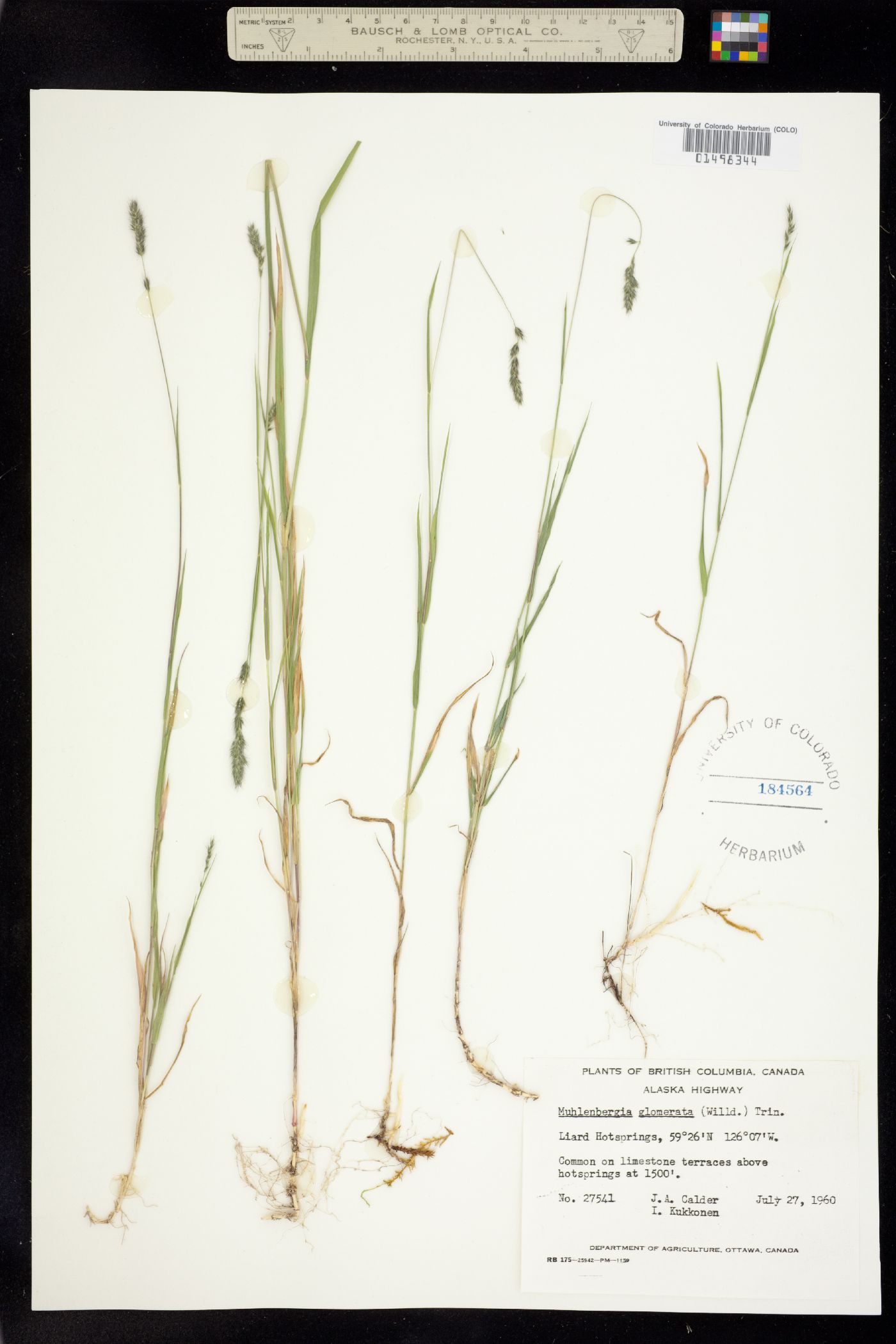 Muhlenbergia glomerata image