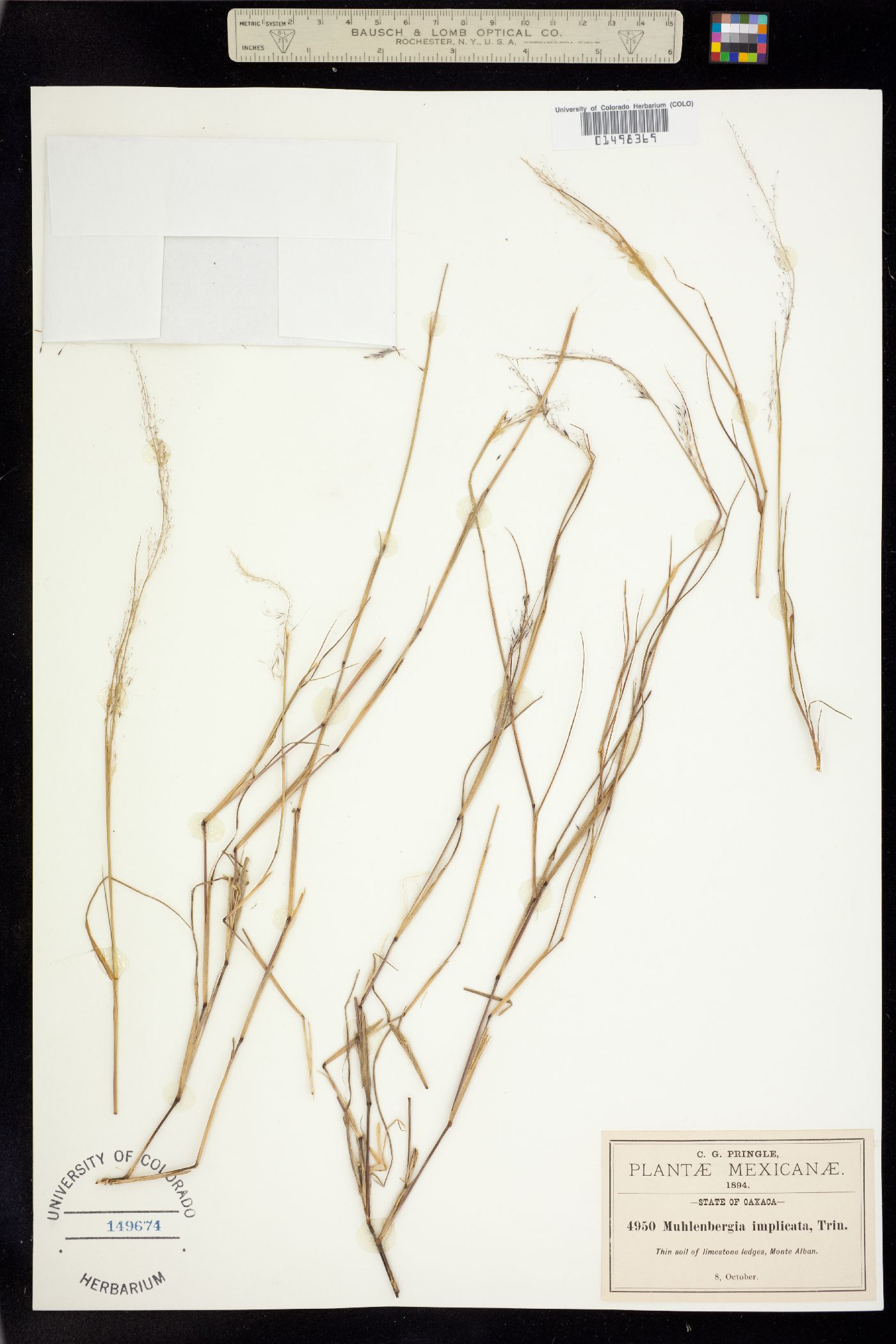 Muhlenbergia implicata image