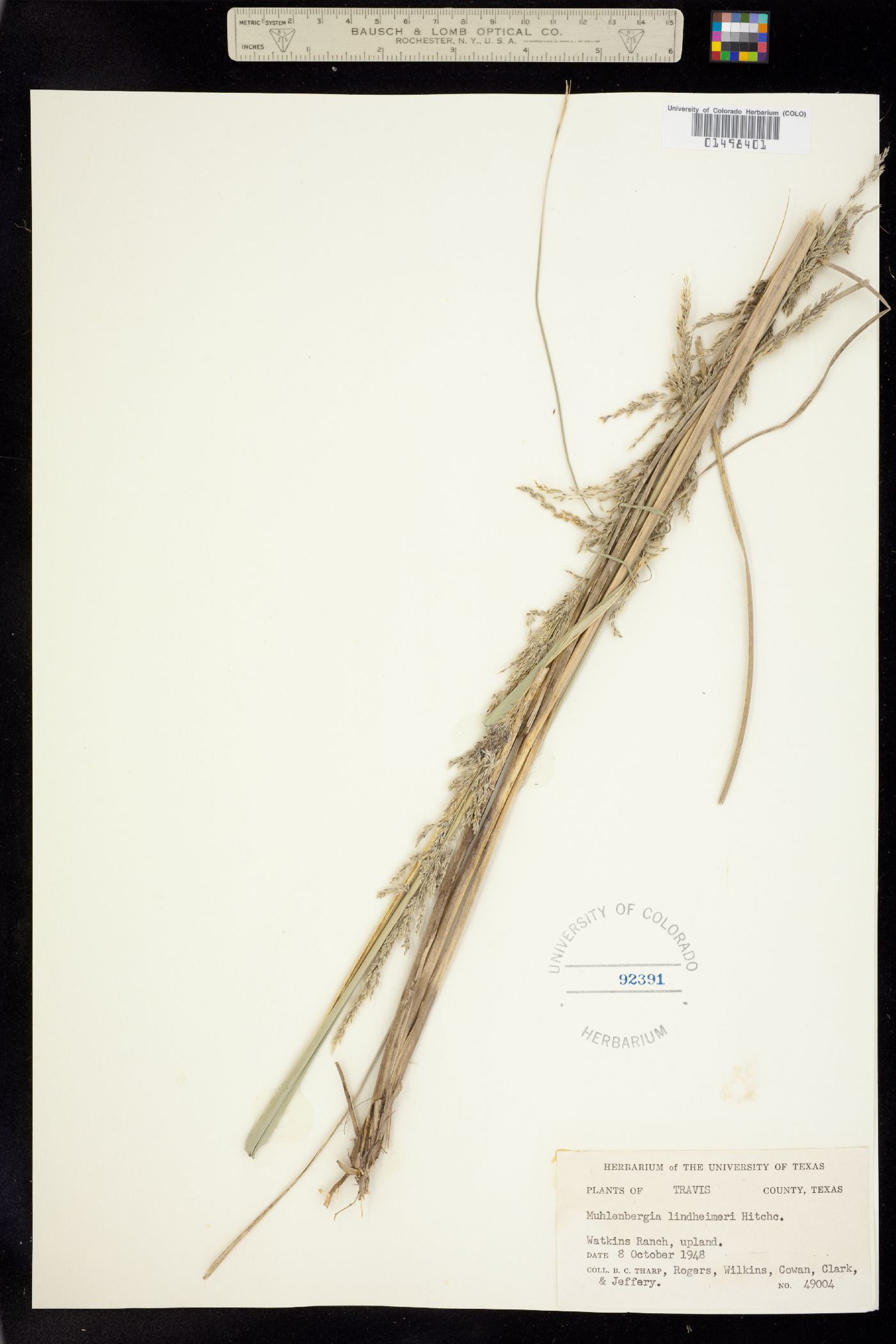 Muhlenbergia lindheimeri image