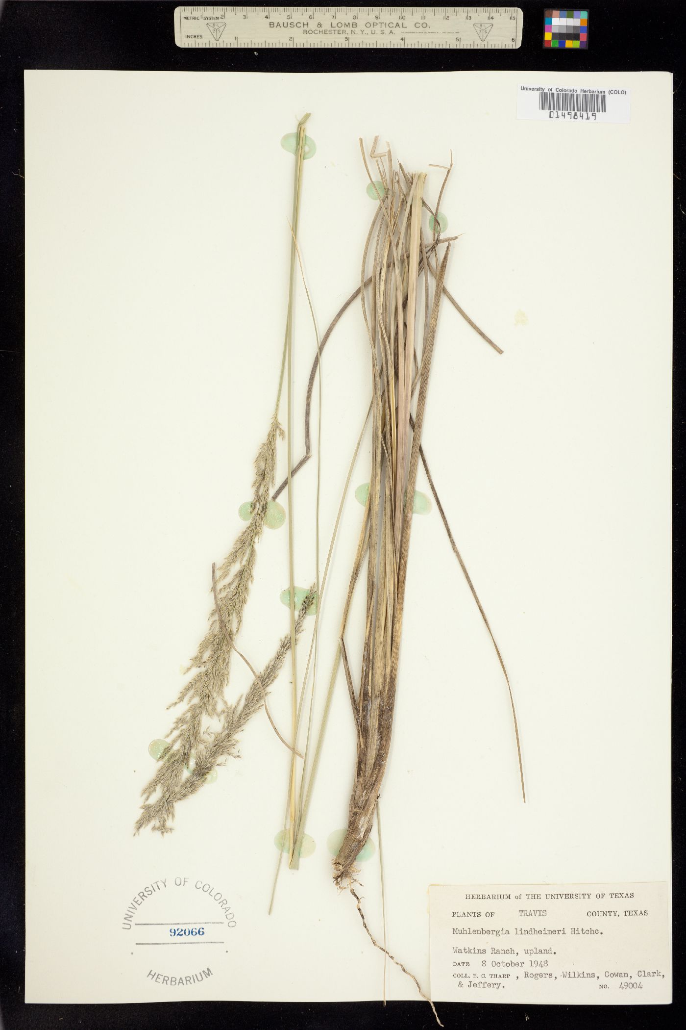 Muhlenbergia lindheimeri image