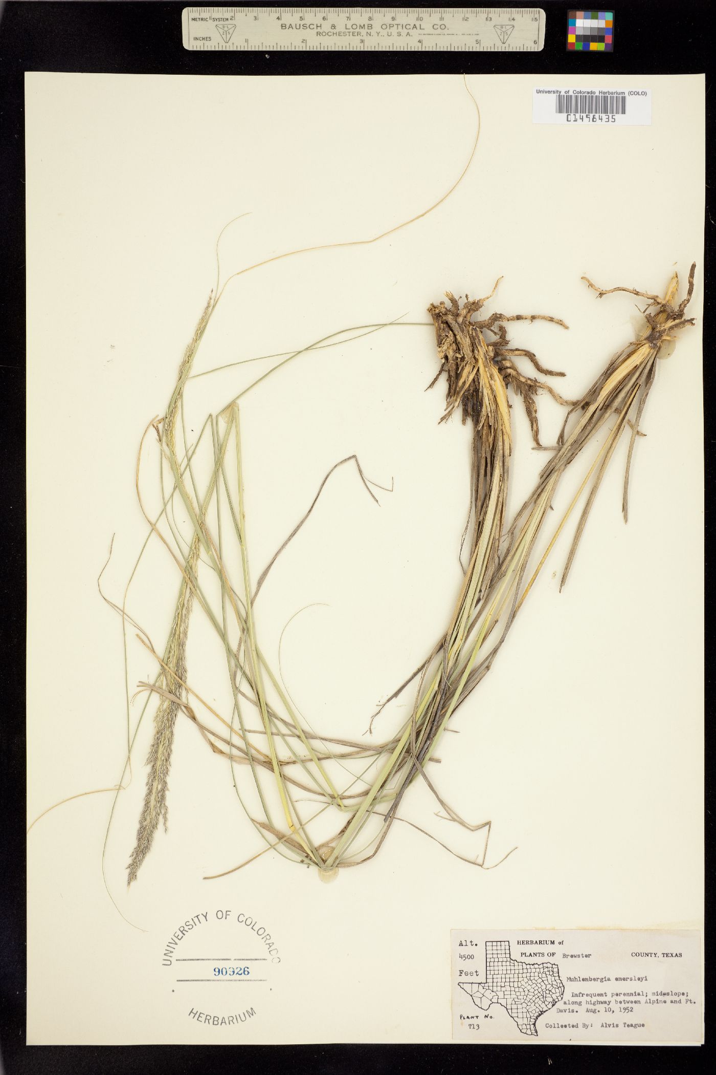 Muhlenbergia lindheimeri image