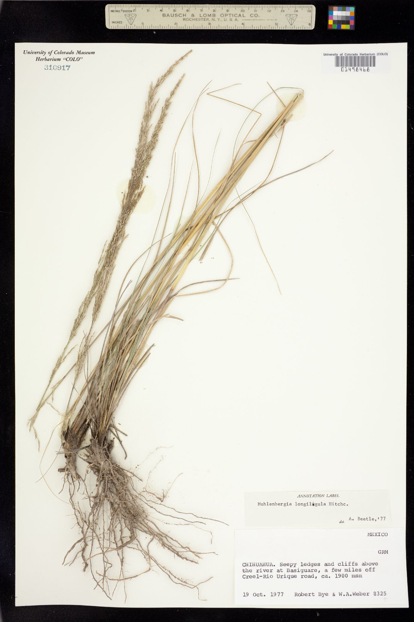 Muhlenbergia longiligula image