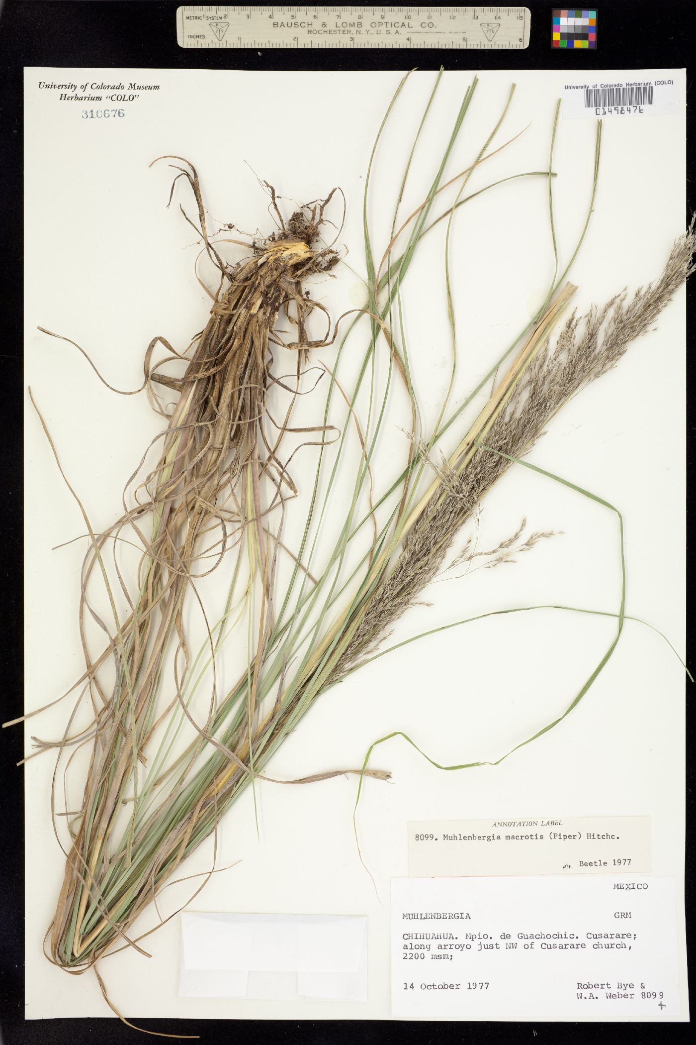 Muhlenbergia robusta image