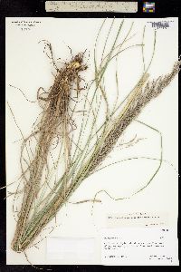 Muhlenbergia robusta image