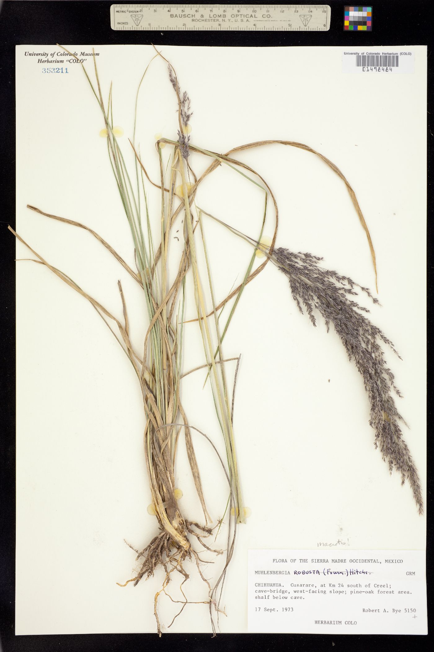 Muhlenbergia robusta image