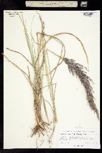 Muhlenbergia macrotis image