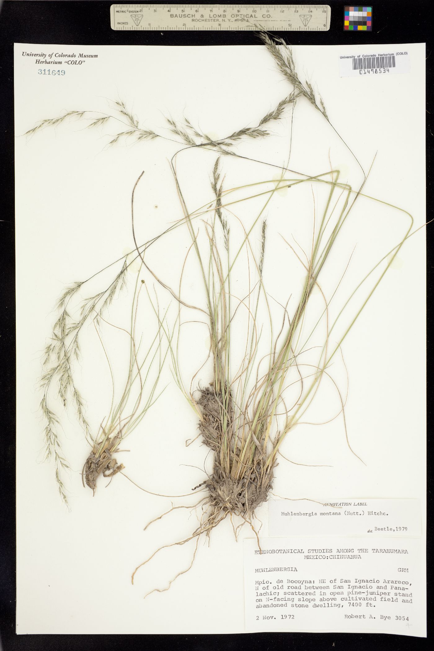 Muhlenbergia montana image