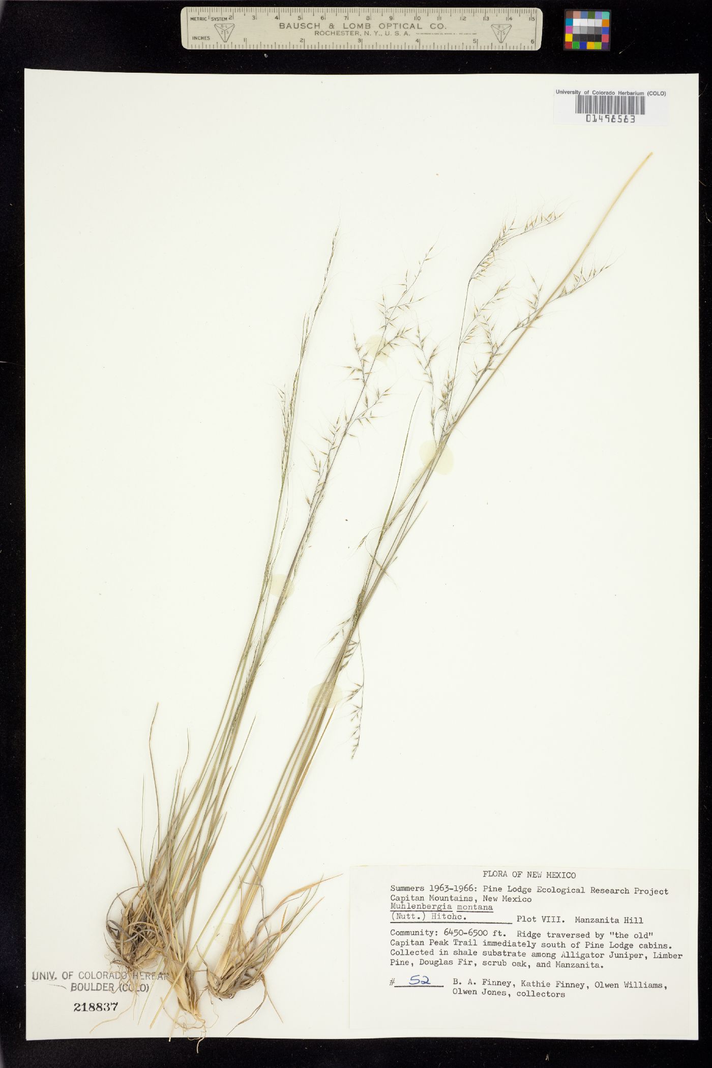 Muhlenbergia image