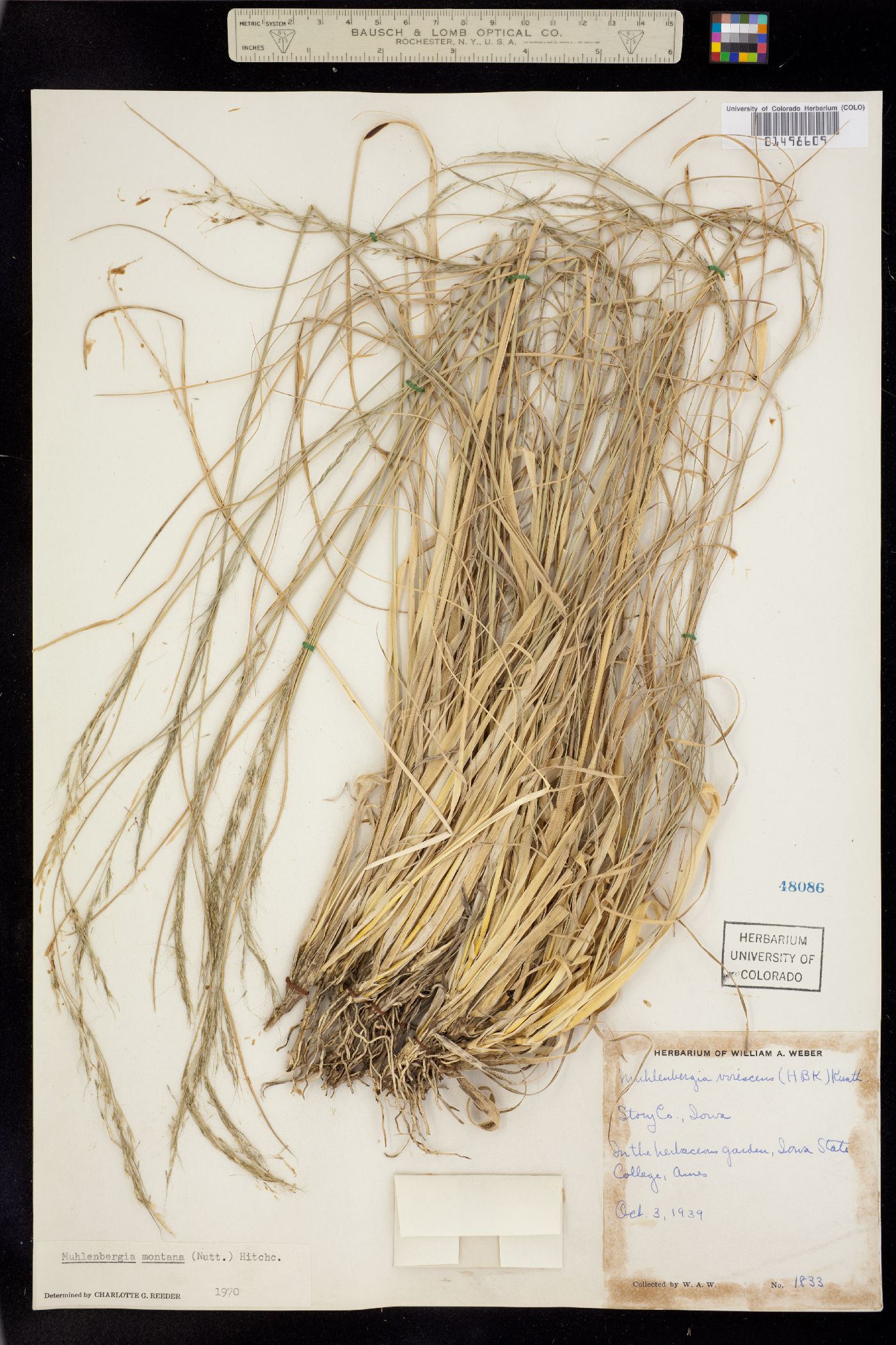 Muhlenbergia montana image