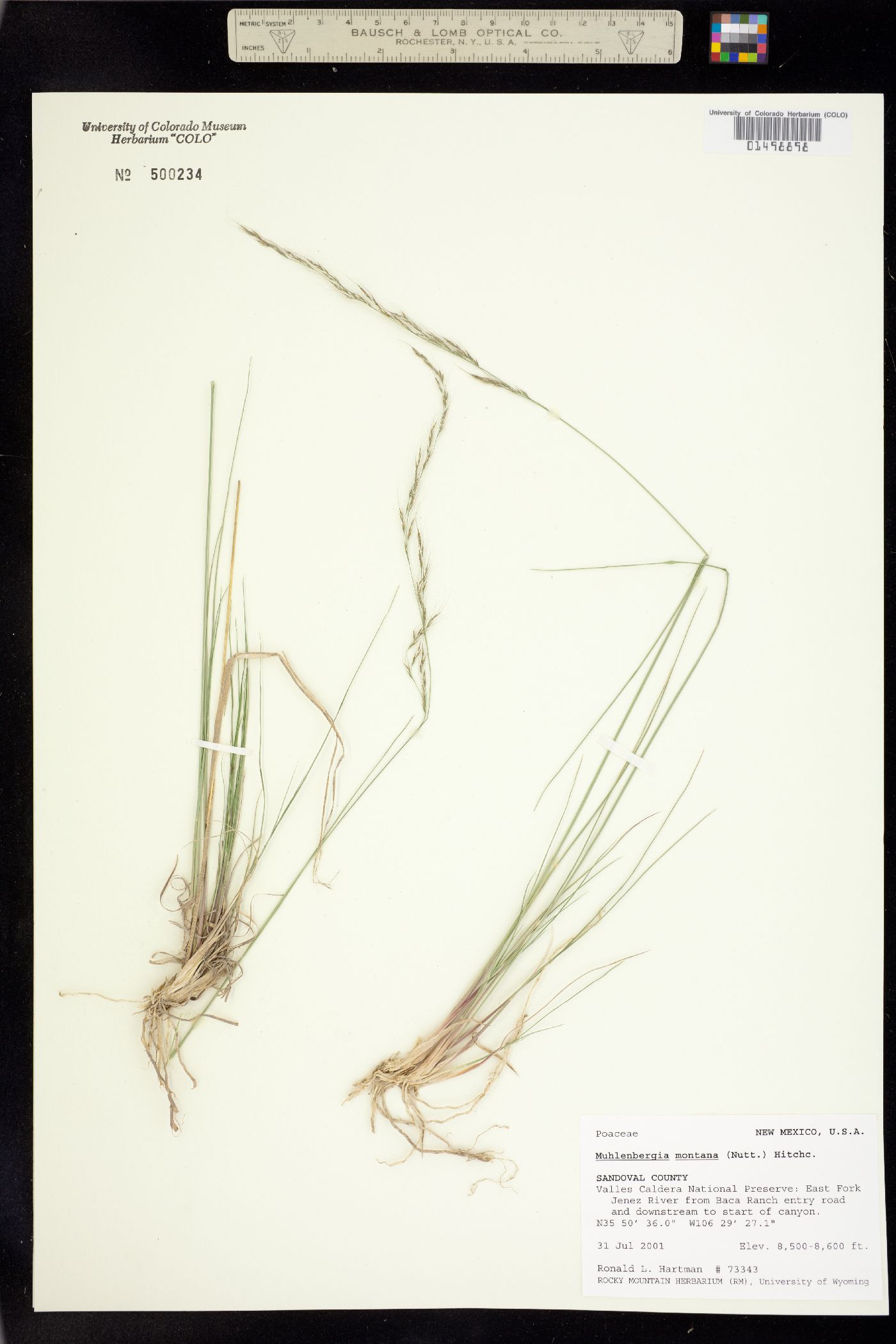 Muhlenbergia image