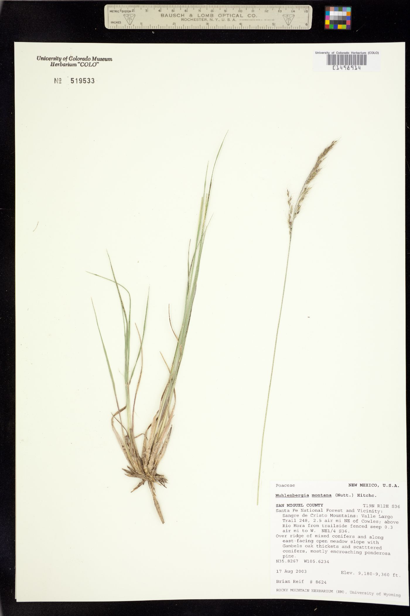 Muhlenbergia image