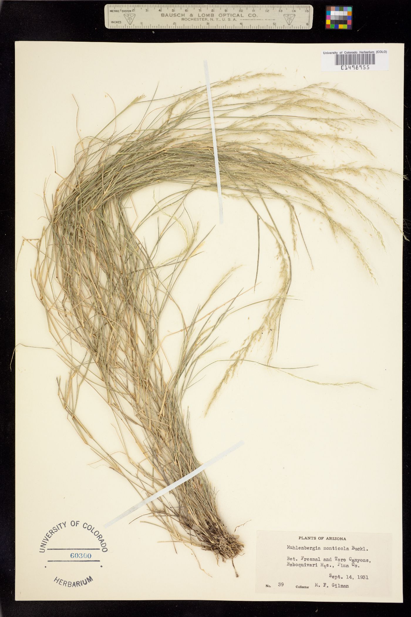 Muhlenbergia tenuifolia image