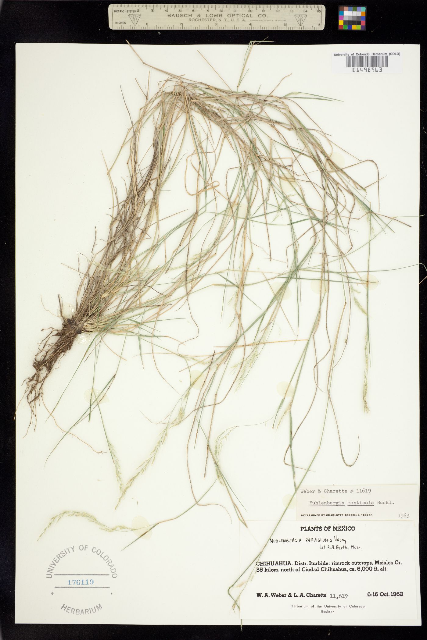 Muhlenbergia tenuifolia image