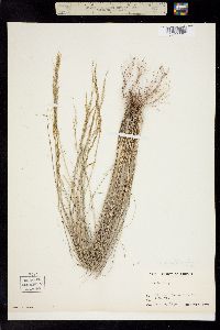 Muhlenbergia pauciflora image