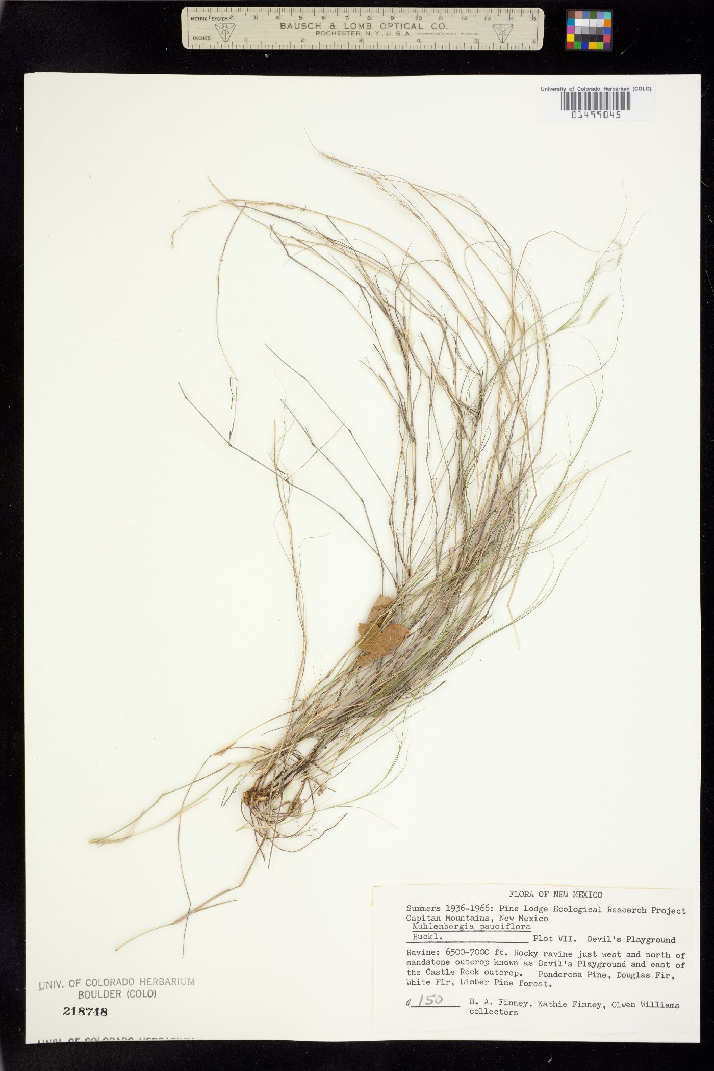 Muhlenbergia pauciflora image