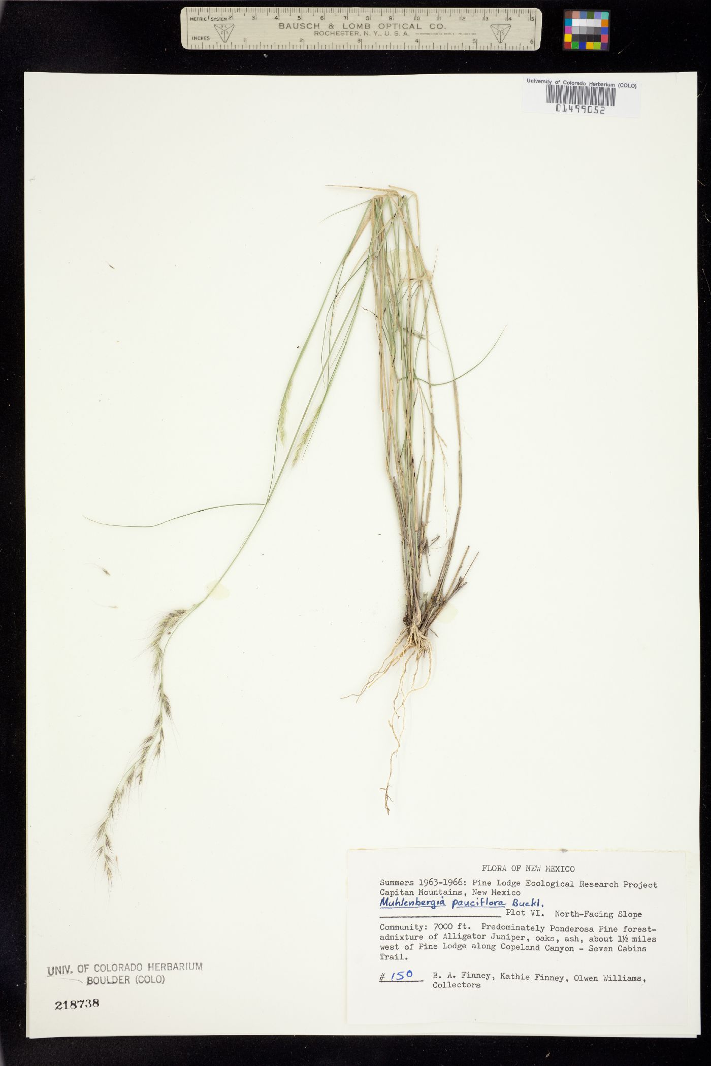 Muhlenbergia pauciflora image