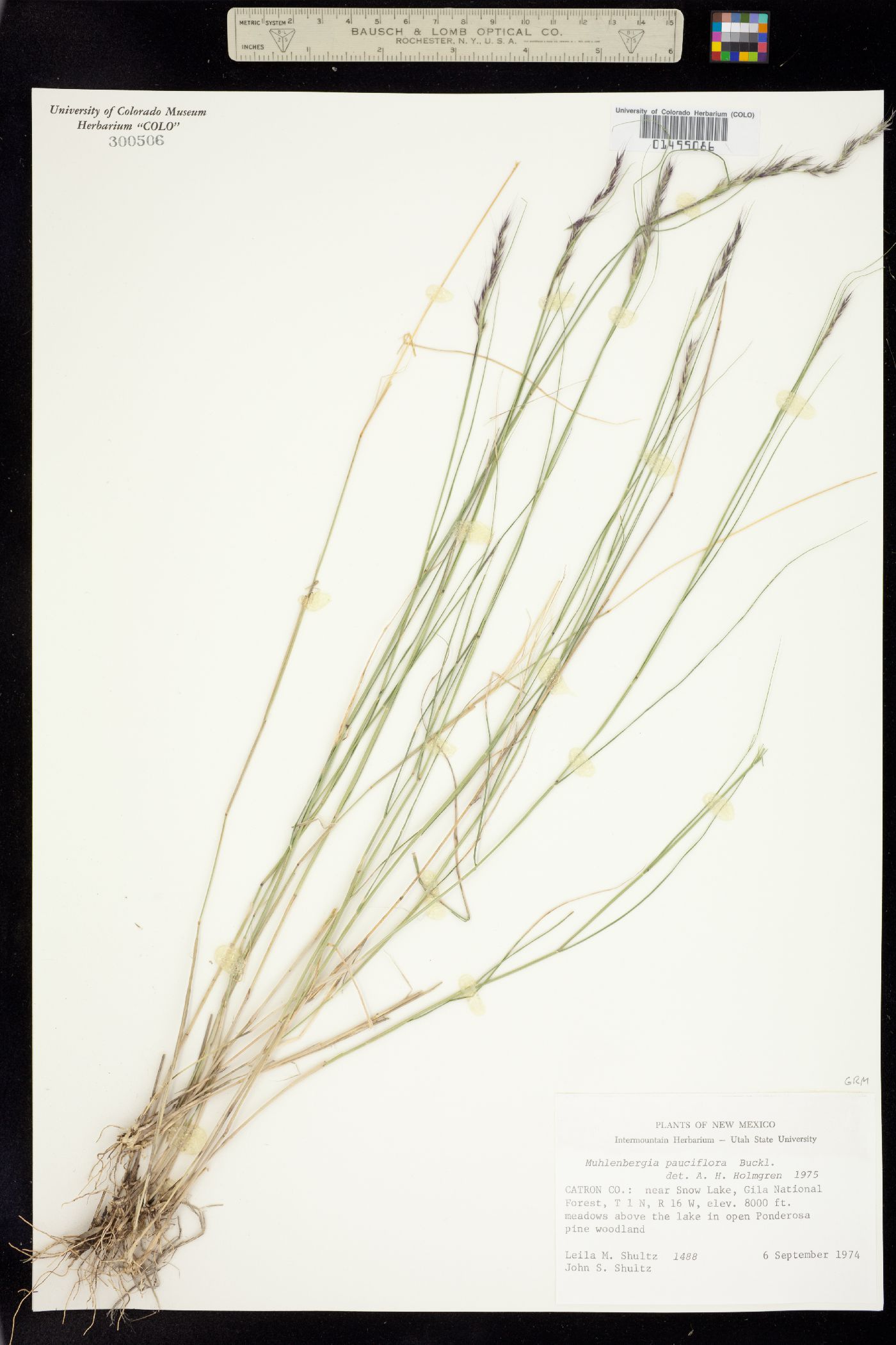 Muhlenbergia pauciflora image
