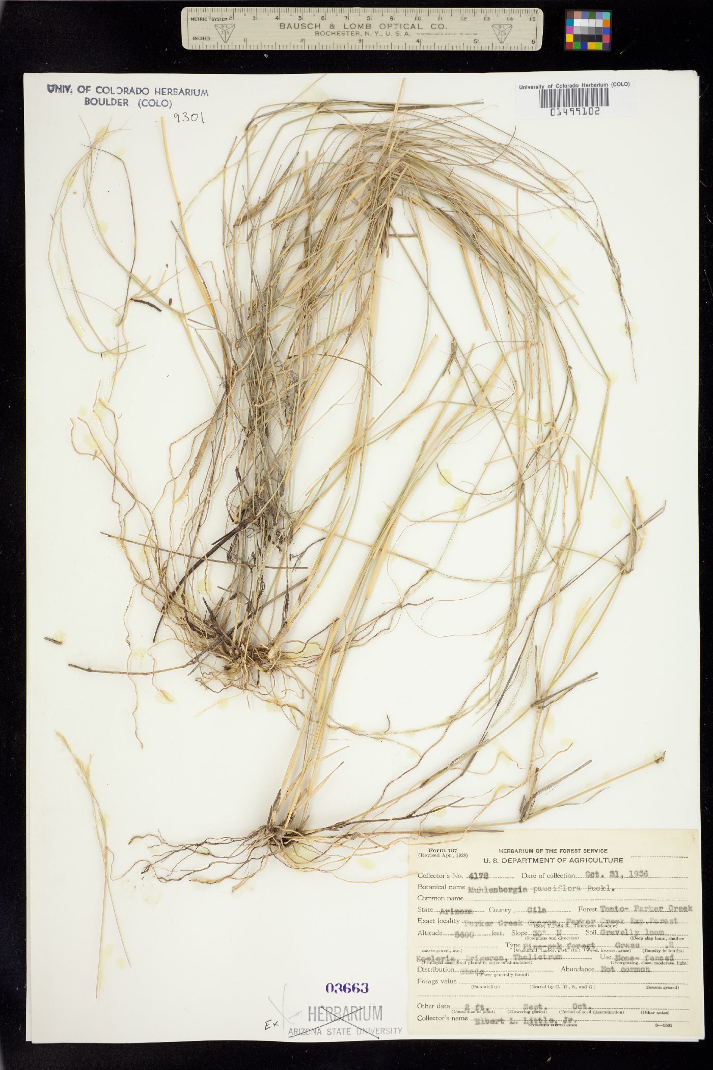 Muhlenbergia pauciflora image