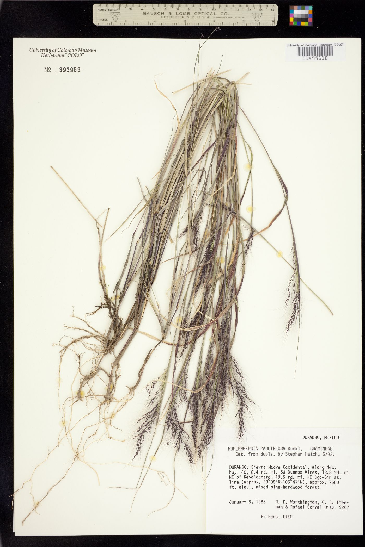 Muhlenbergia pauciflora image