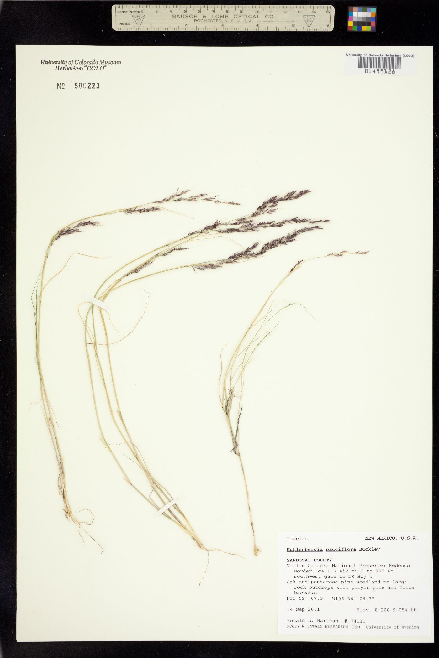 Muhlenbergia pauciflora image