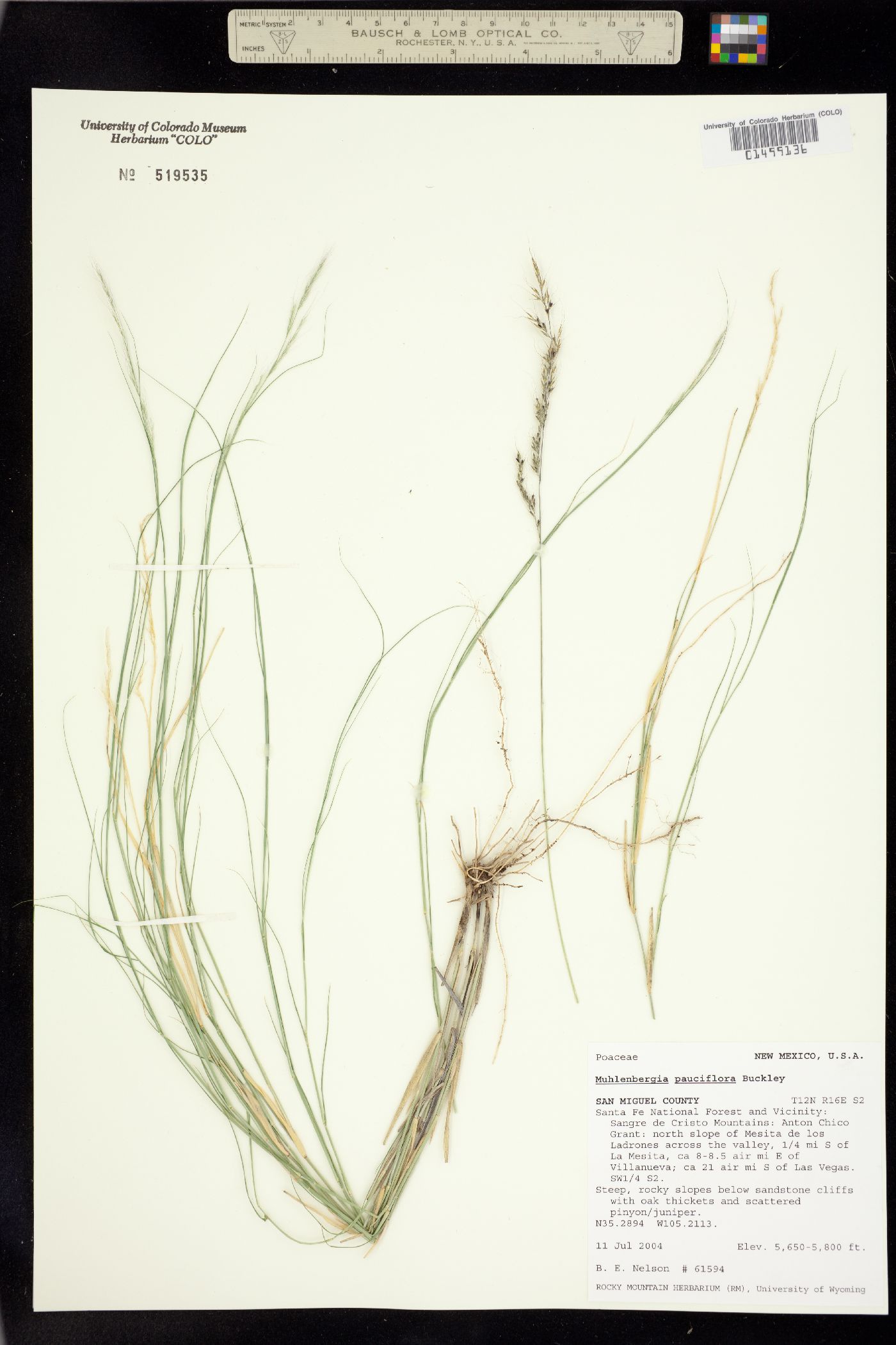 Muhlenbergia pauciflora image