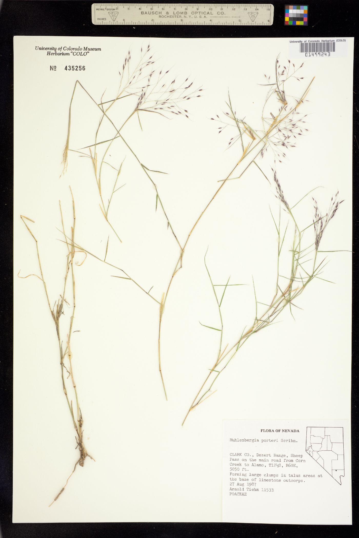 Muhlenbergia porteri image