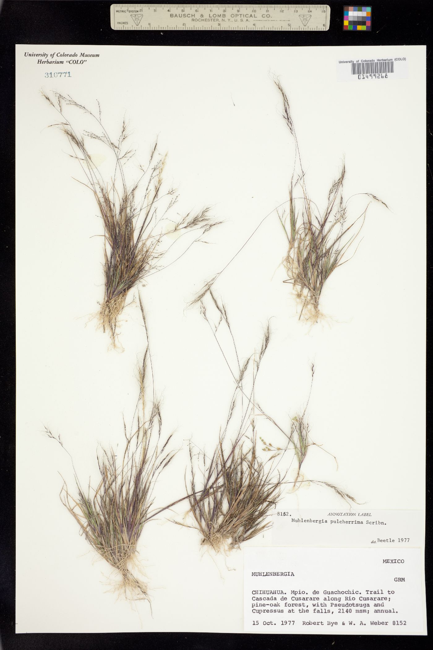 Muhlenbergia peruviana image