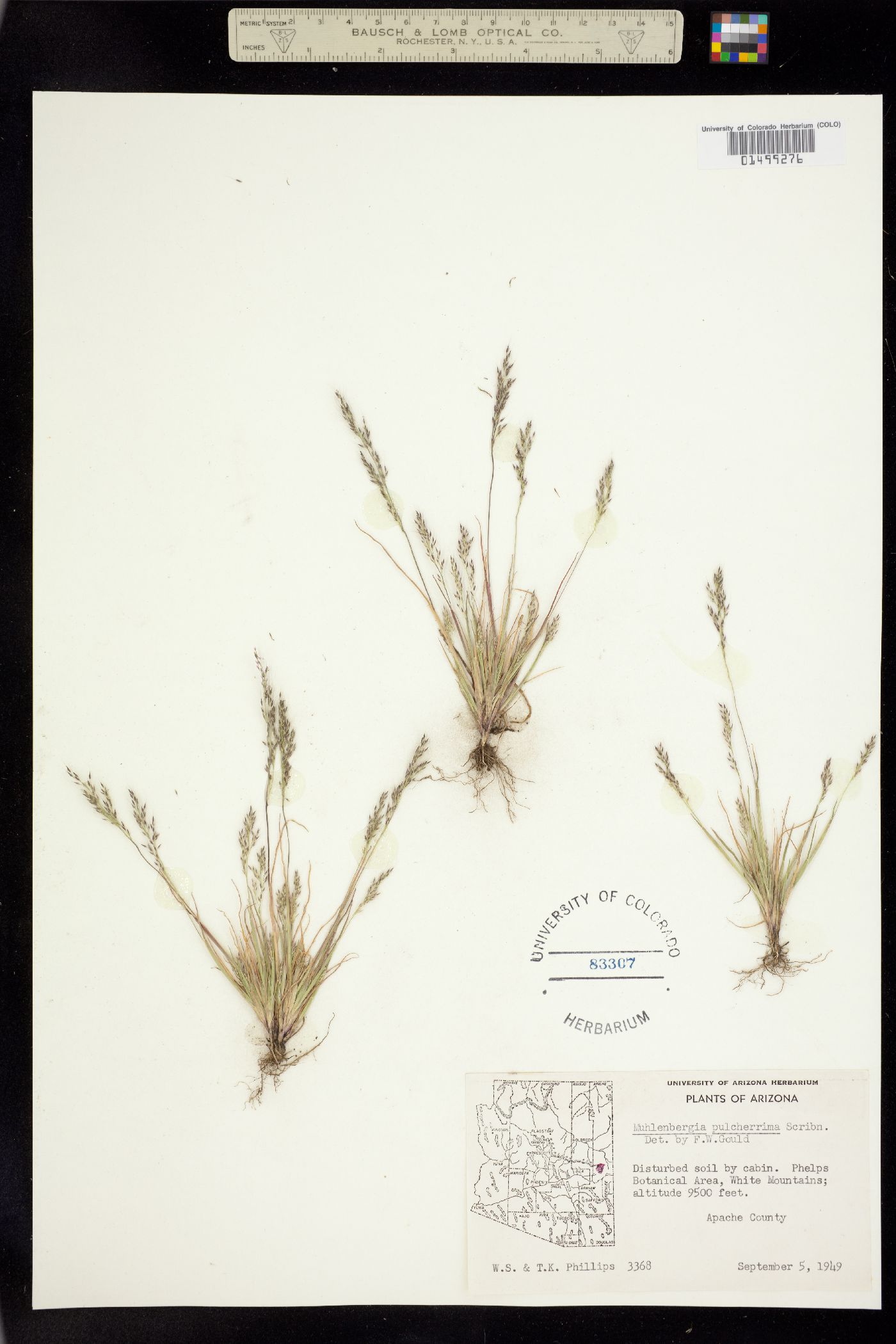 Muhlenbergia peruviana image