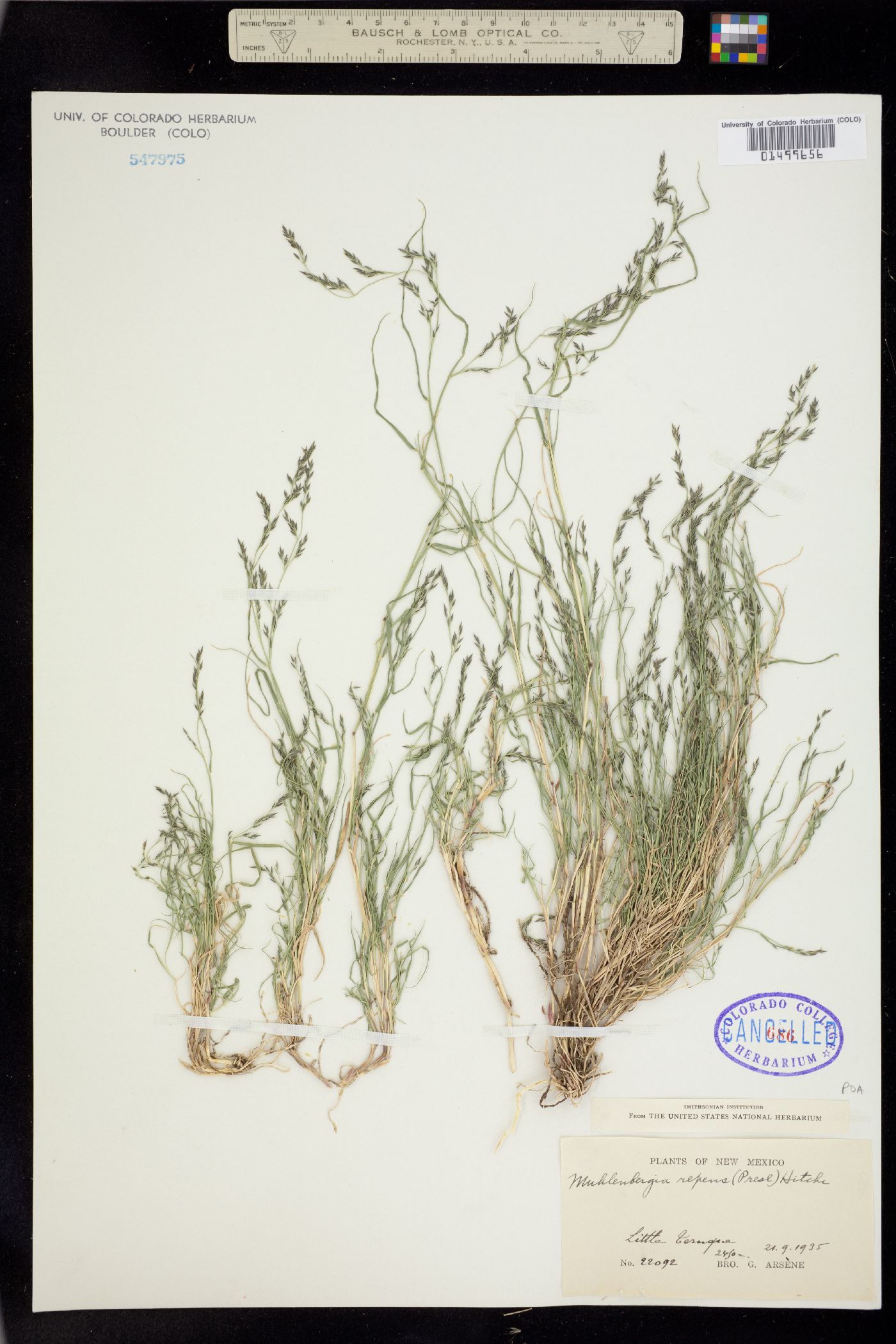 Muhlenbergia repens image