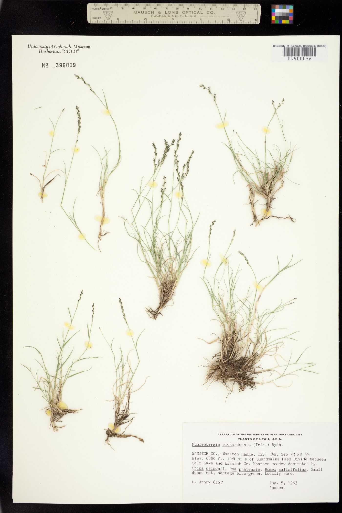 Muhlenbergia richardsonis image
