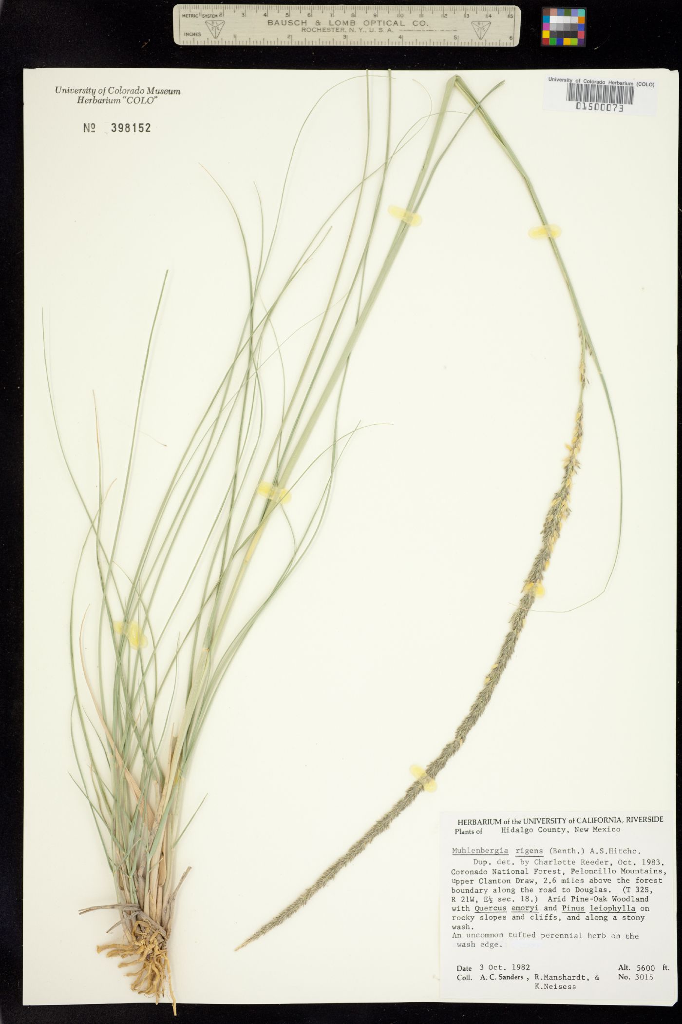 Muhlenbergia rigens image