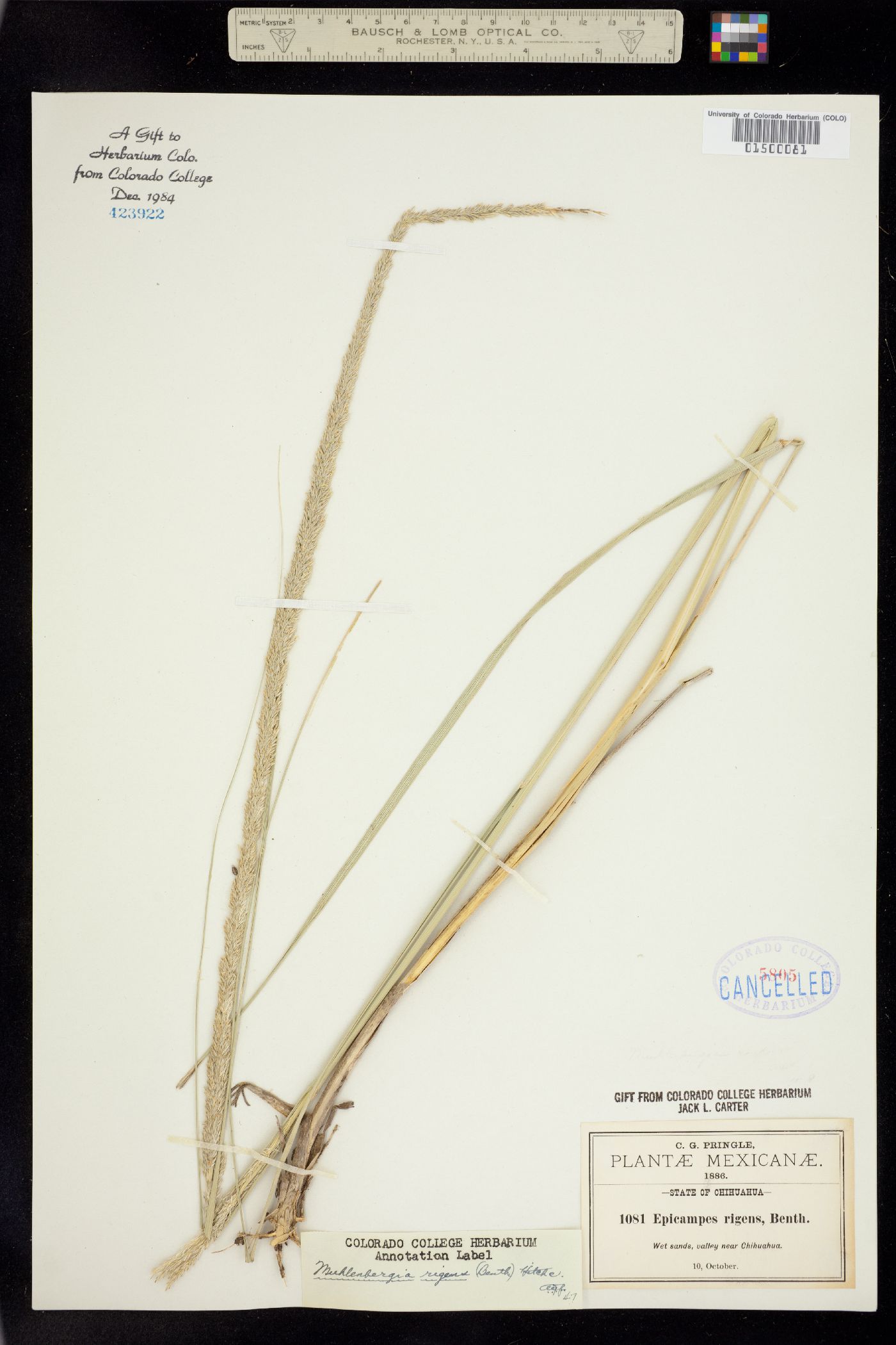 Muhlenbergia rigens image