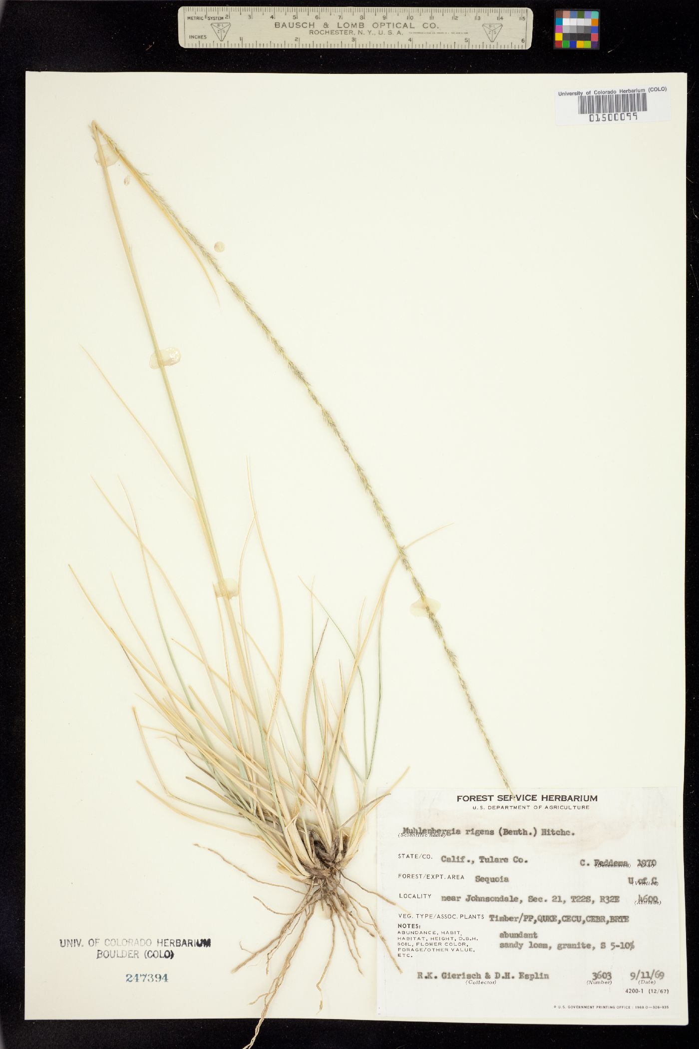 Muhlenbergia rigens image