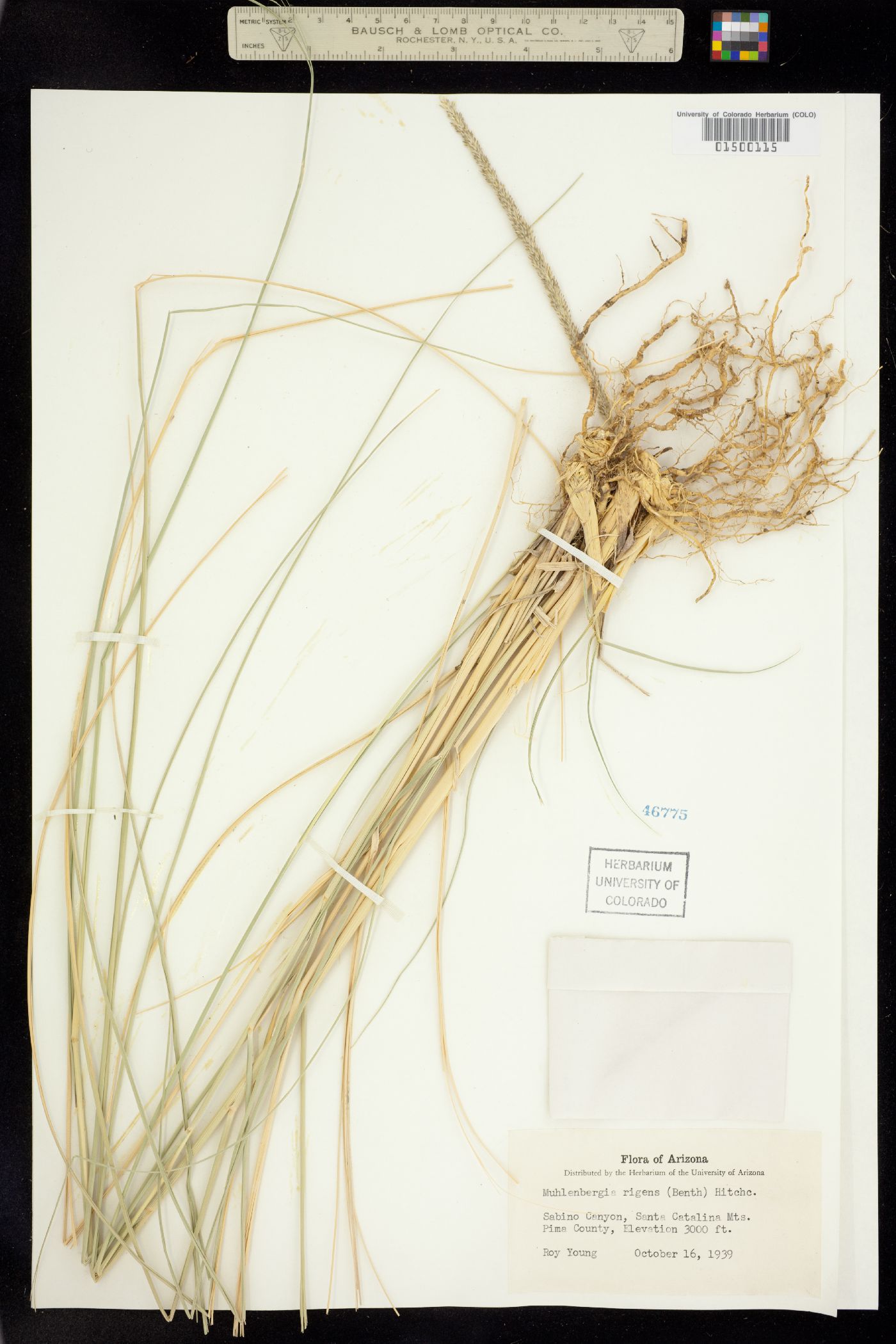 Muhlenbergia rigens image