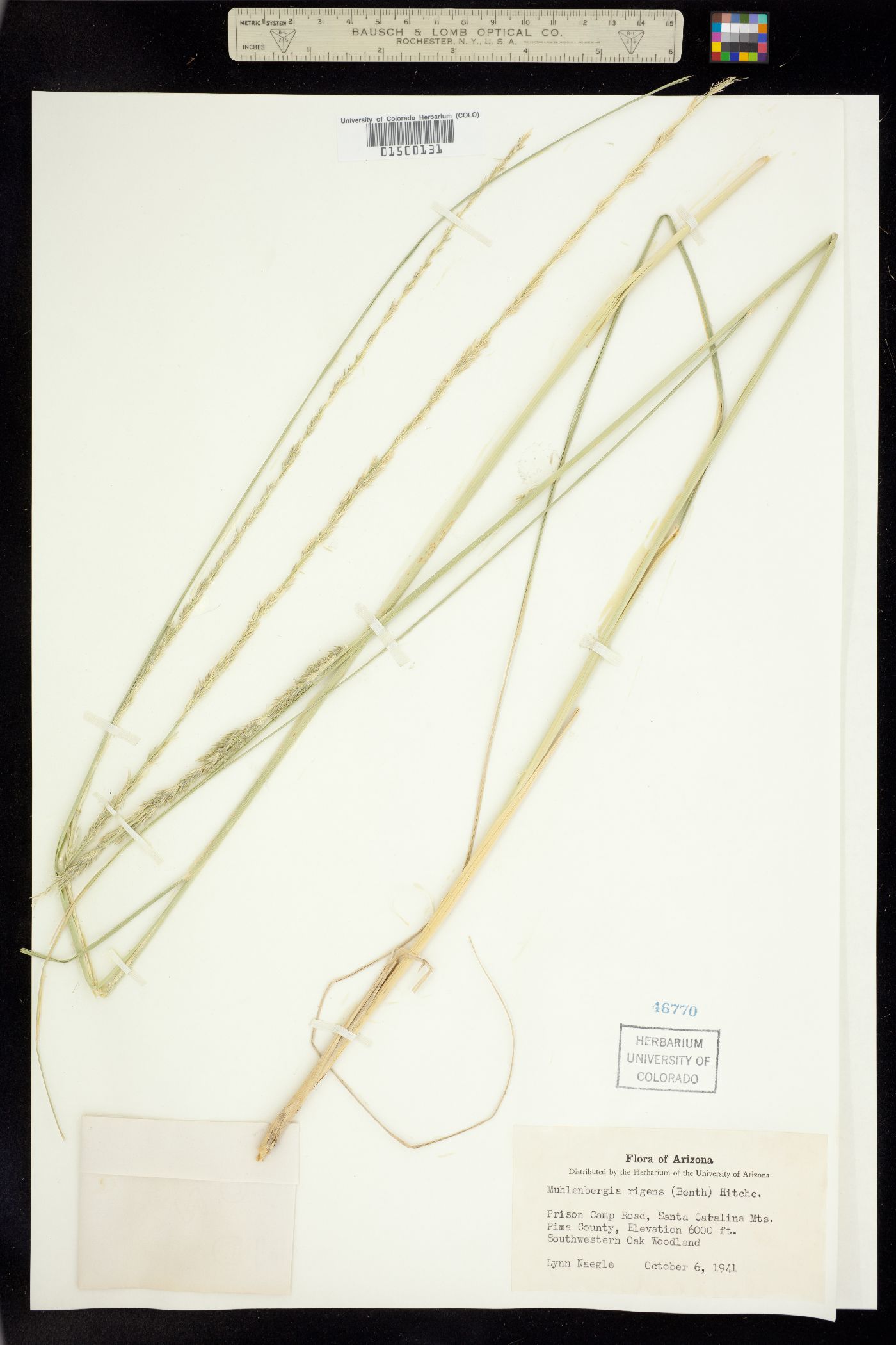 Muhlenbergia rigens image