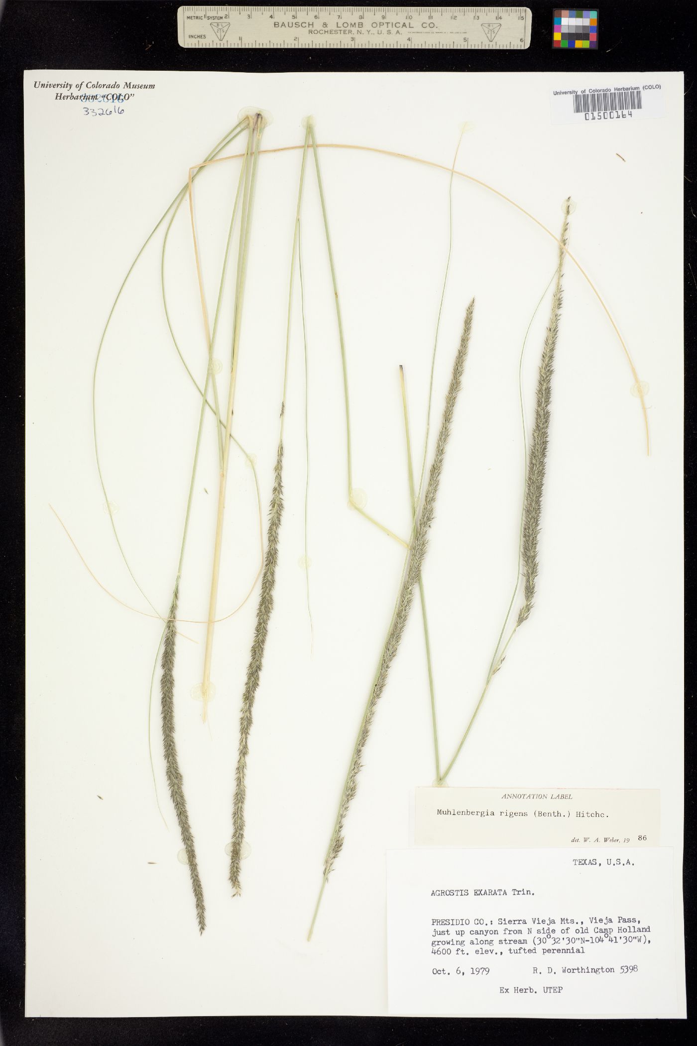 Muhlenbergia rigens image